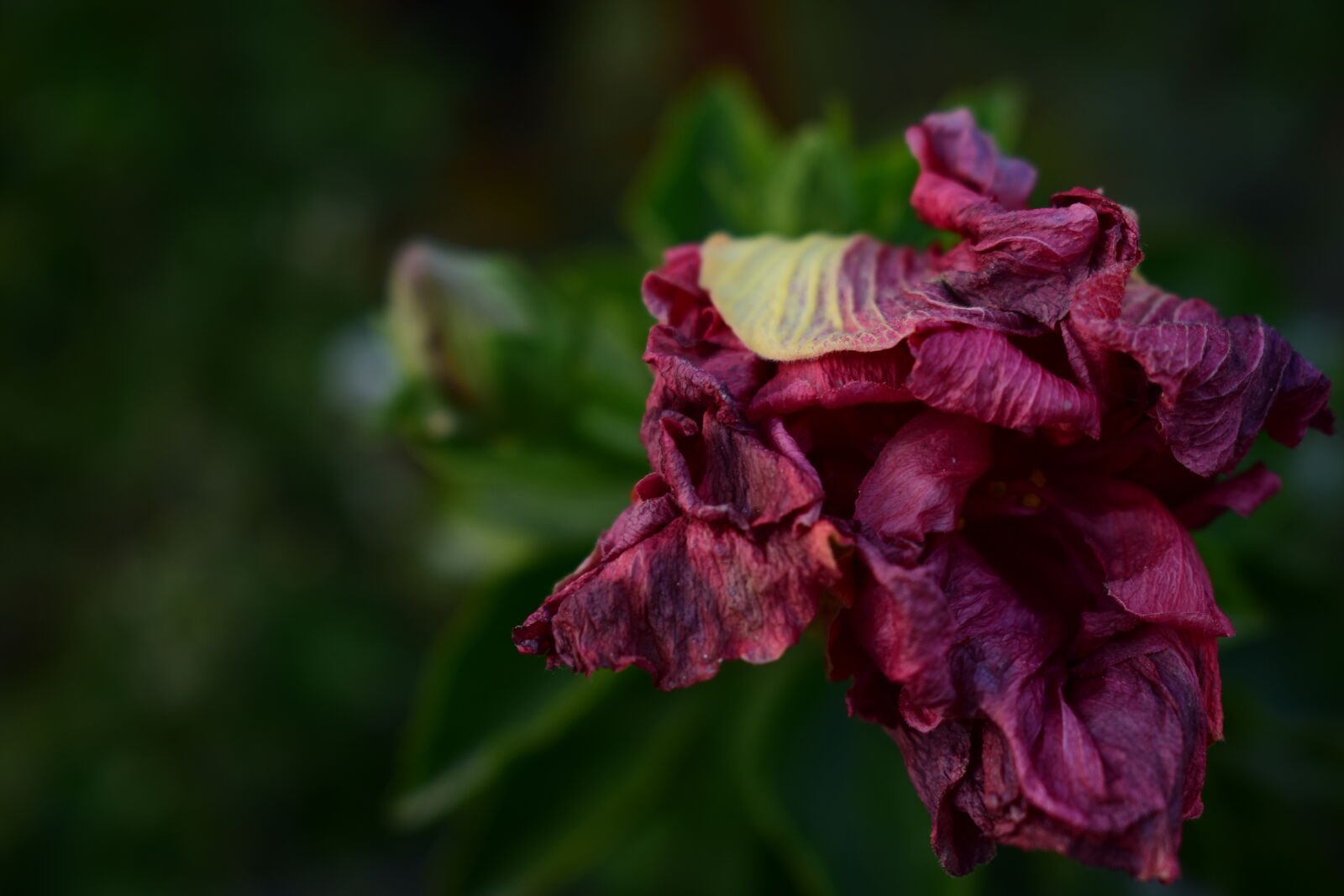 Nikon D3400 sample photo. Beautiful, flowers, canon, flower photography