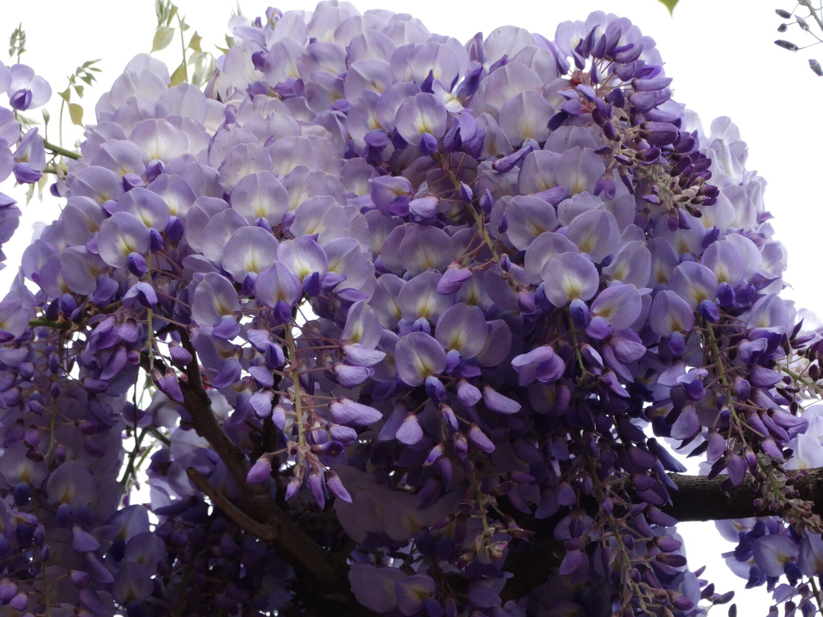 Sony Cyber-shot DSC-HX300 sample photo. Flowers, spring, beautiful photography
