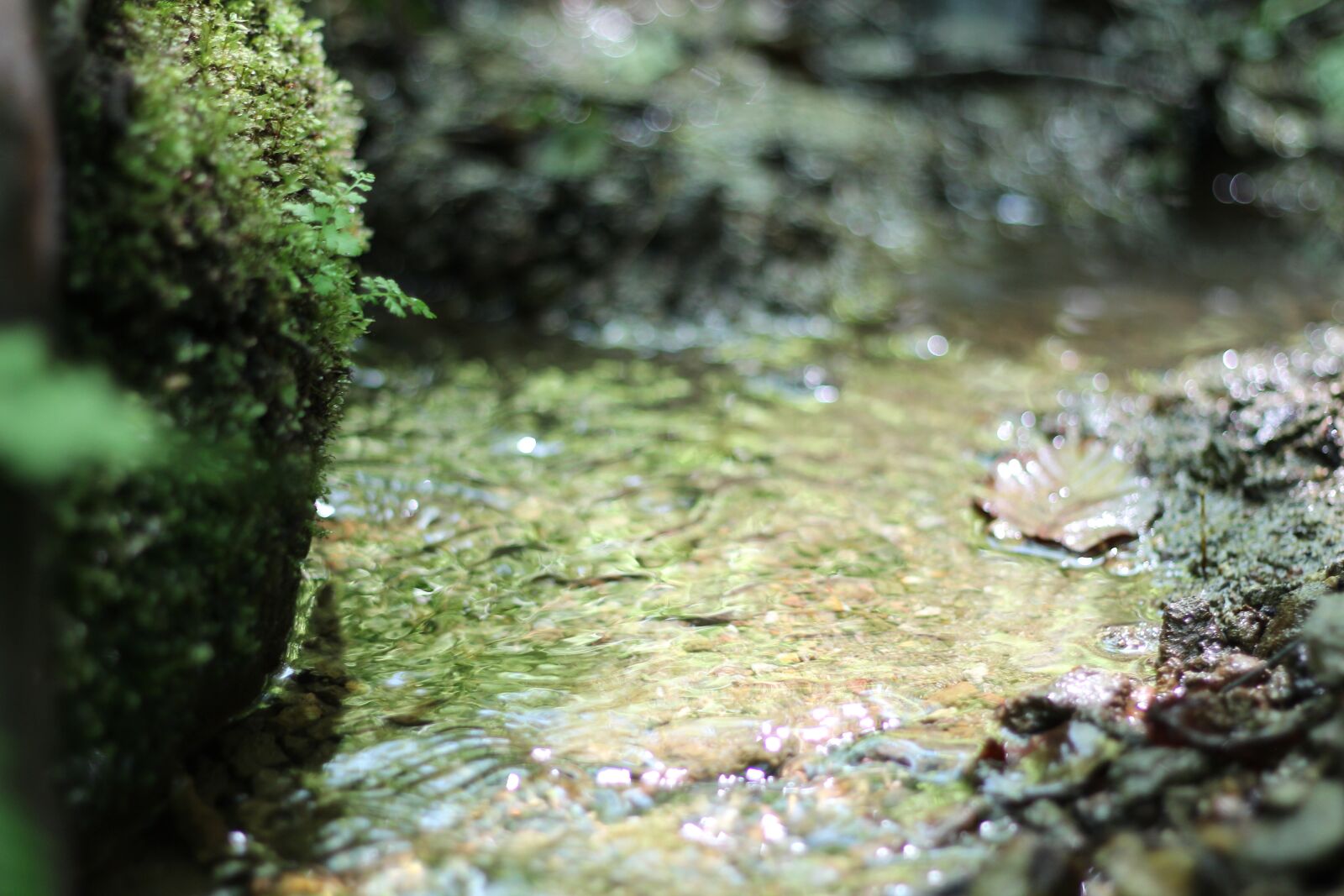 Canon EOS 650D (EOS Rebel T4i / EOS Kiss X6i) + Canon EF 50mm F1.8 II sample photo. Source, water, moss photography