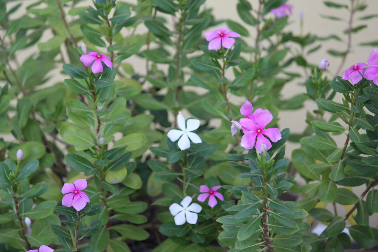 Canon EOS 1200D (EOS Rebel T5 / EOS Kiss X70 / EOS Hi) sample photo. Periwinkle, flower, green photography