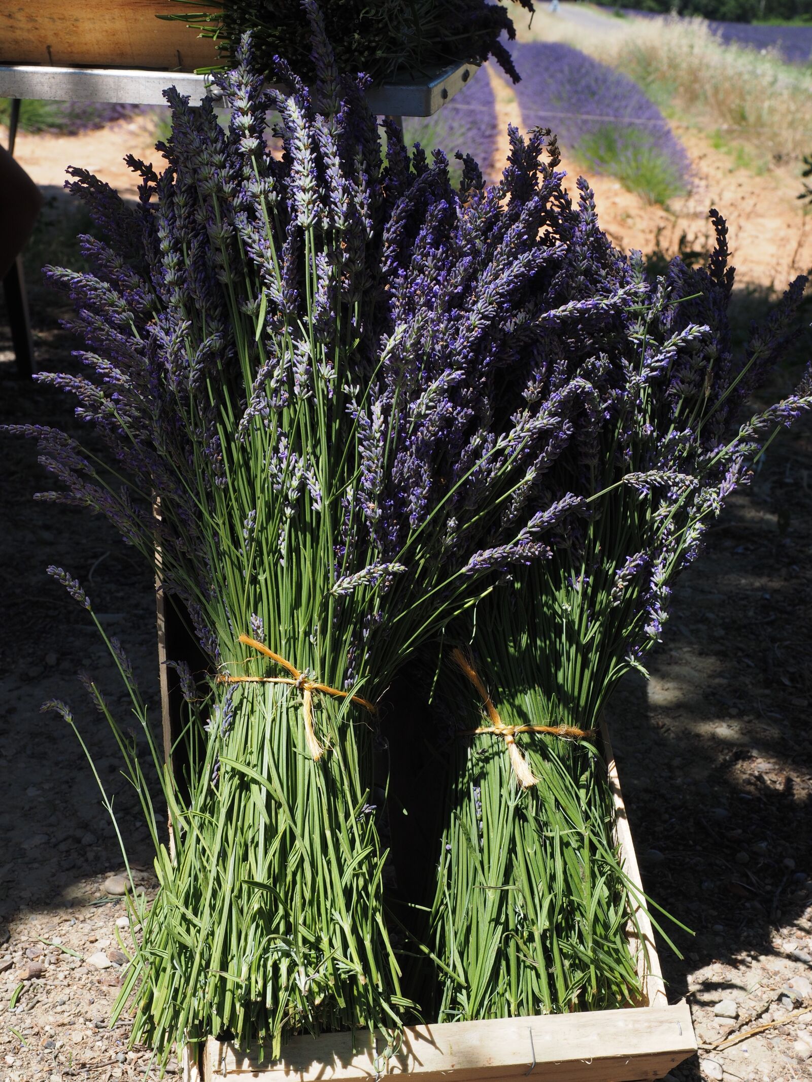 Olympus OM-D E-M1 + Olympus M.Zuiko Digital ED 12-40mm F2.8 Pro sample photo. Lavender, lavender bunches, tufts photography