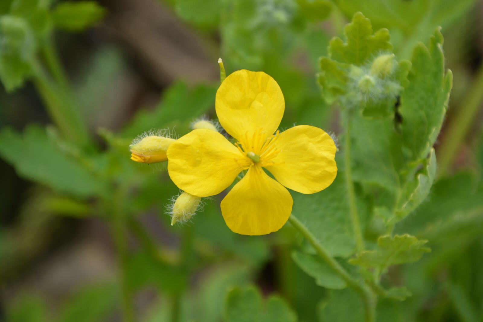 Nikon D5200 sample photo. Yellow flower, button, spring photography