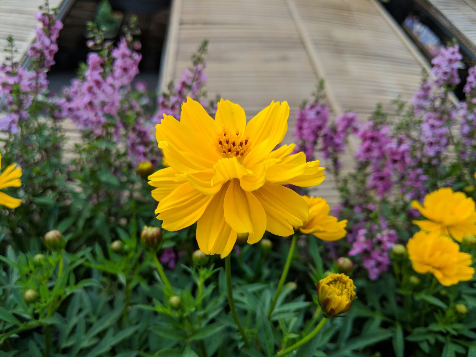 Google Pixel 2 XL sample photo. Yellow cosmos flowers, flower photography