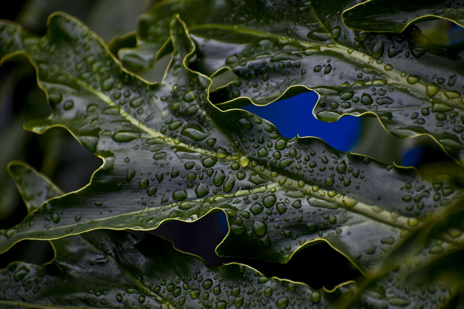 Nikon D3500 sample photo. Leaf, droplets, rain drops photography