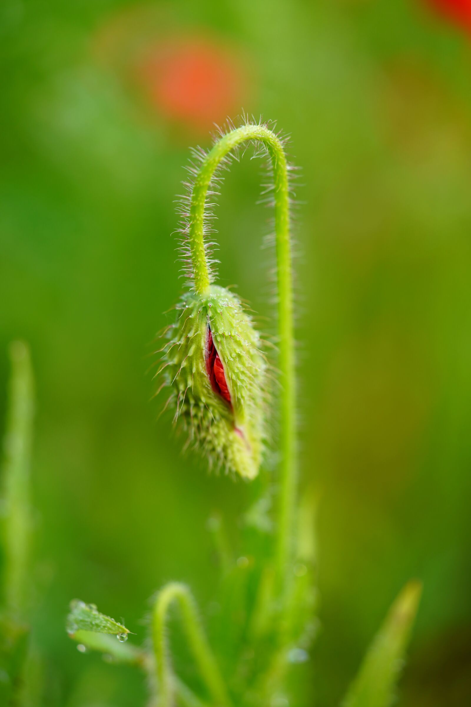 Sony a7R III sample photo. Poppy, flower, nature photography