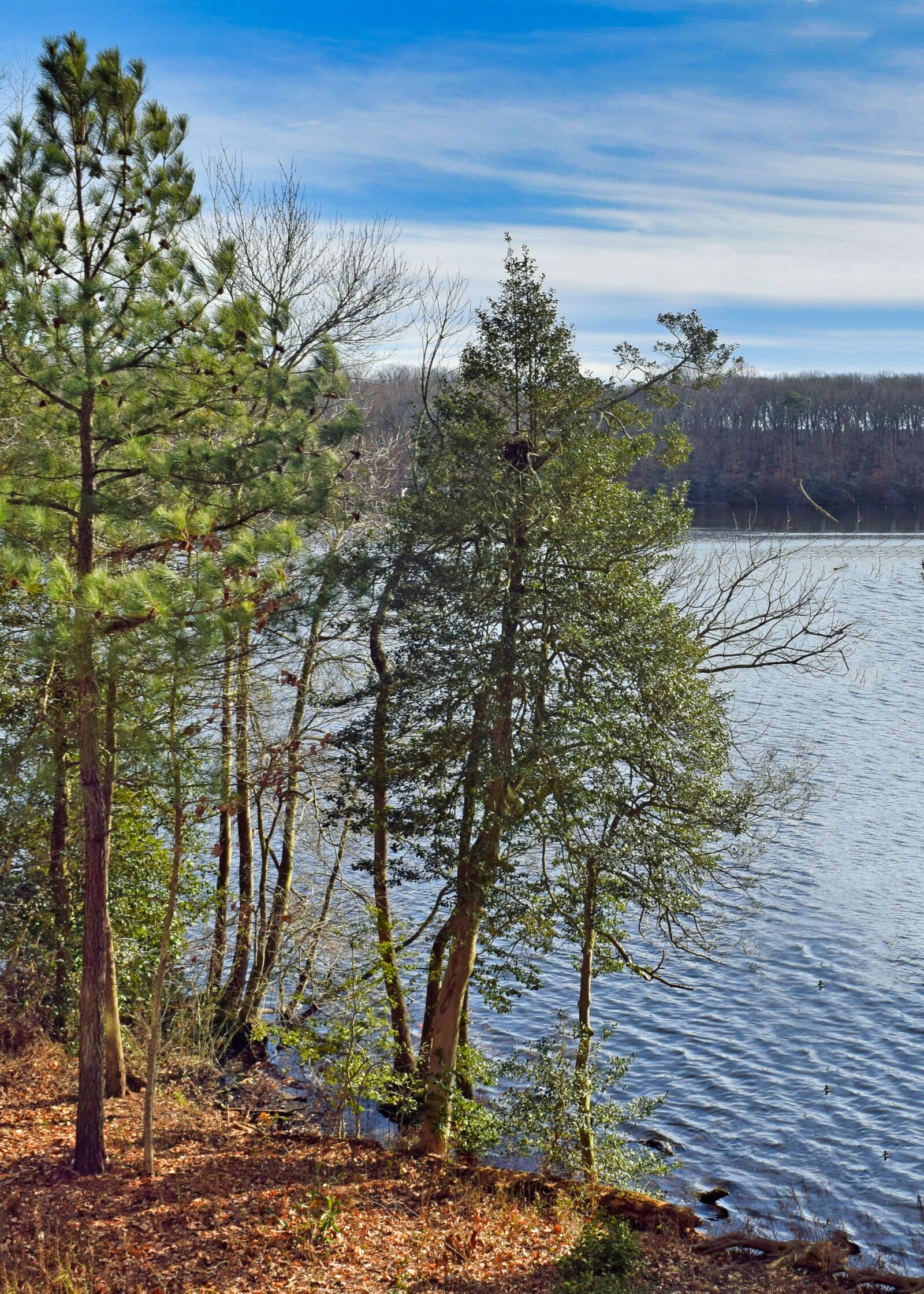 Nikon D3300 sample photo. Park, pine, forest photography