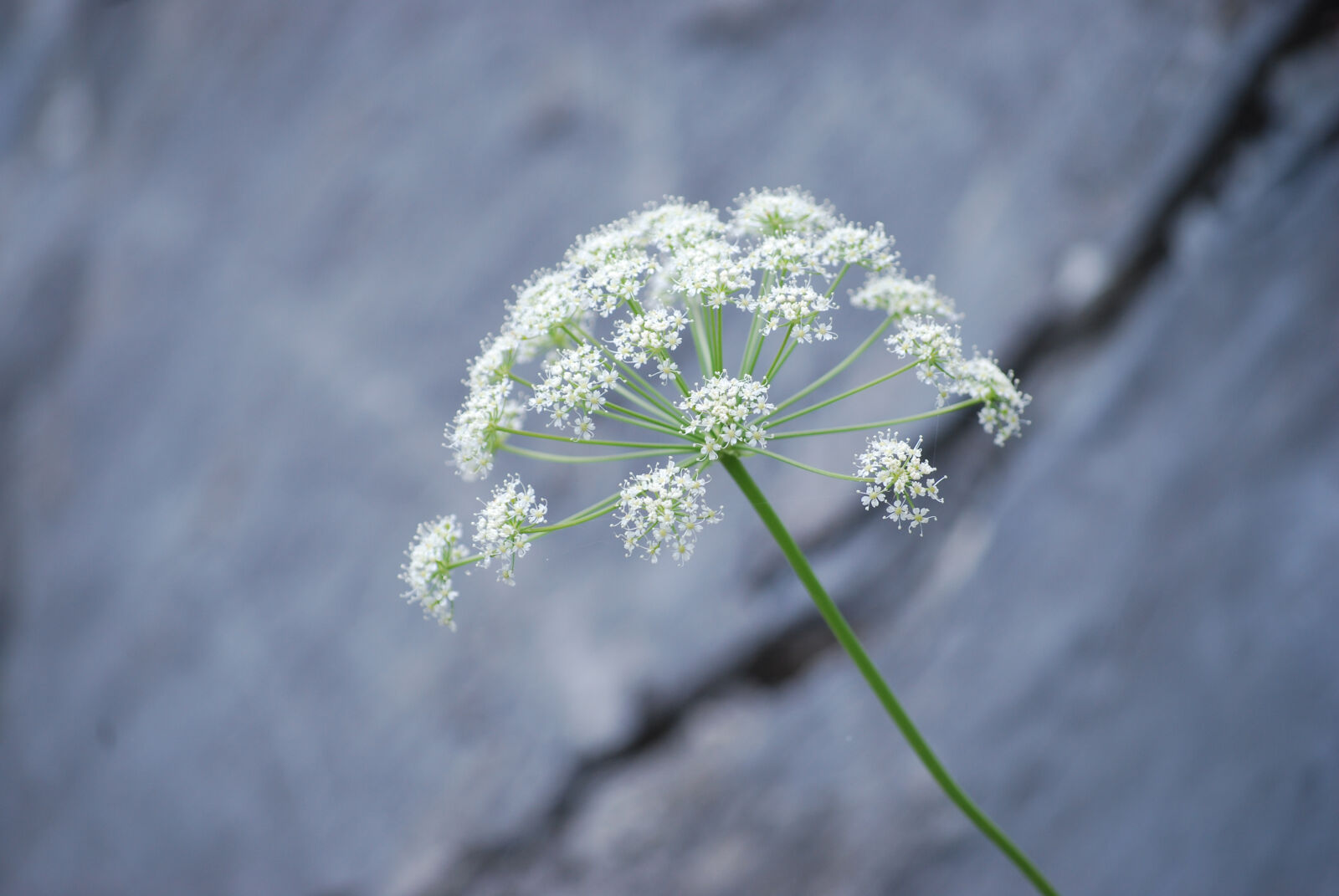 Nikon D40X sample photo. Flower, mountain, rock photography