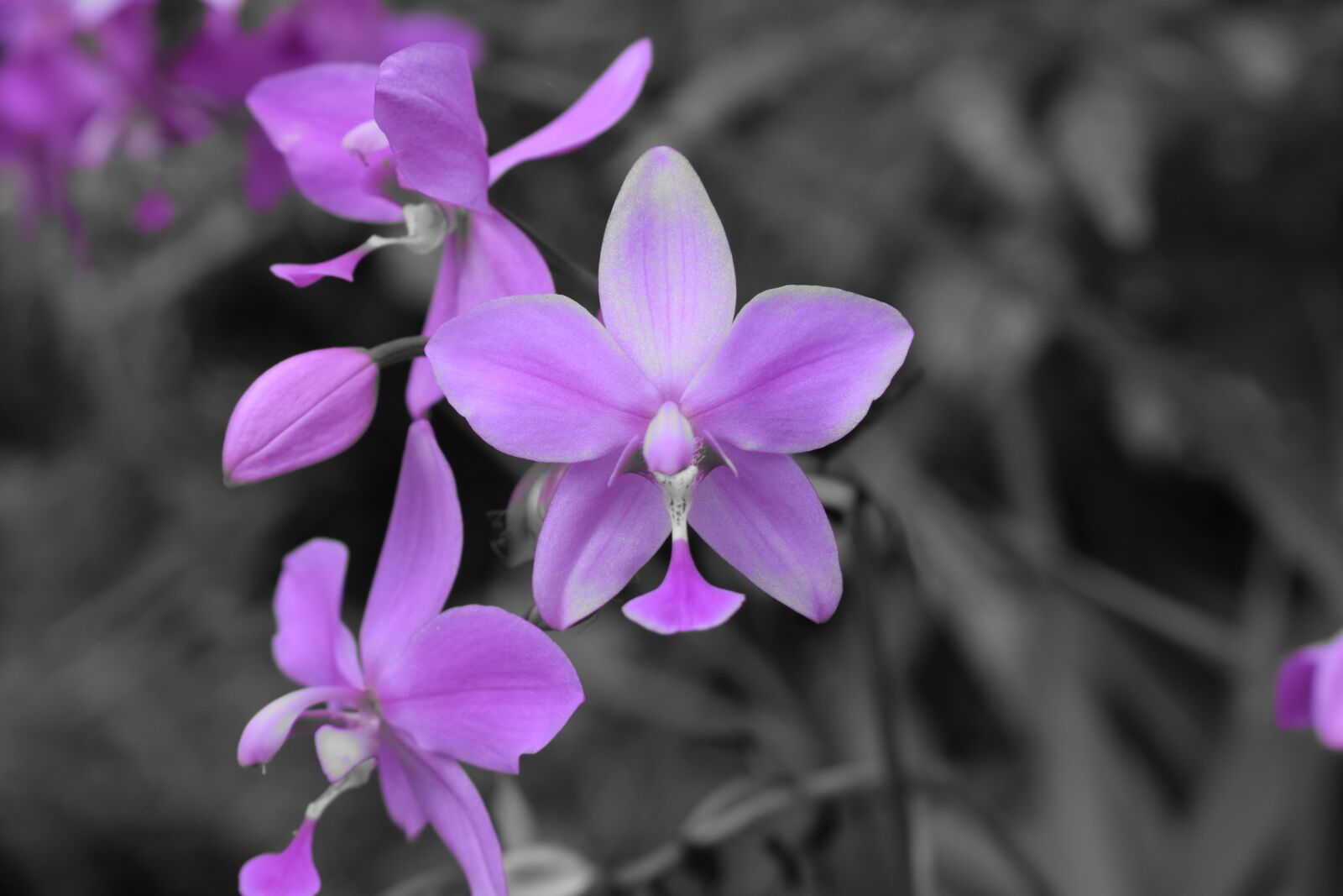 Nikon D5300 sample photo. Flower, nature, botanical photography