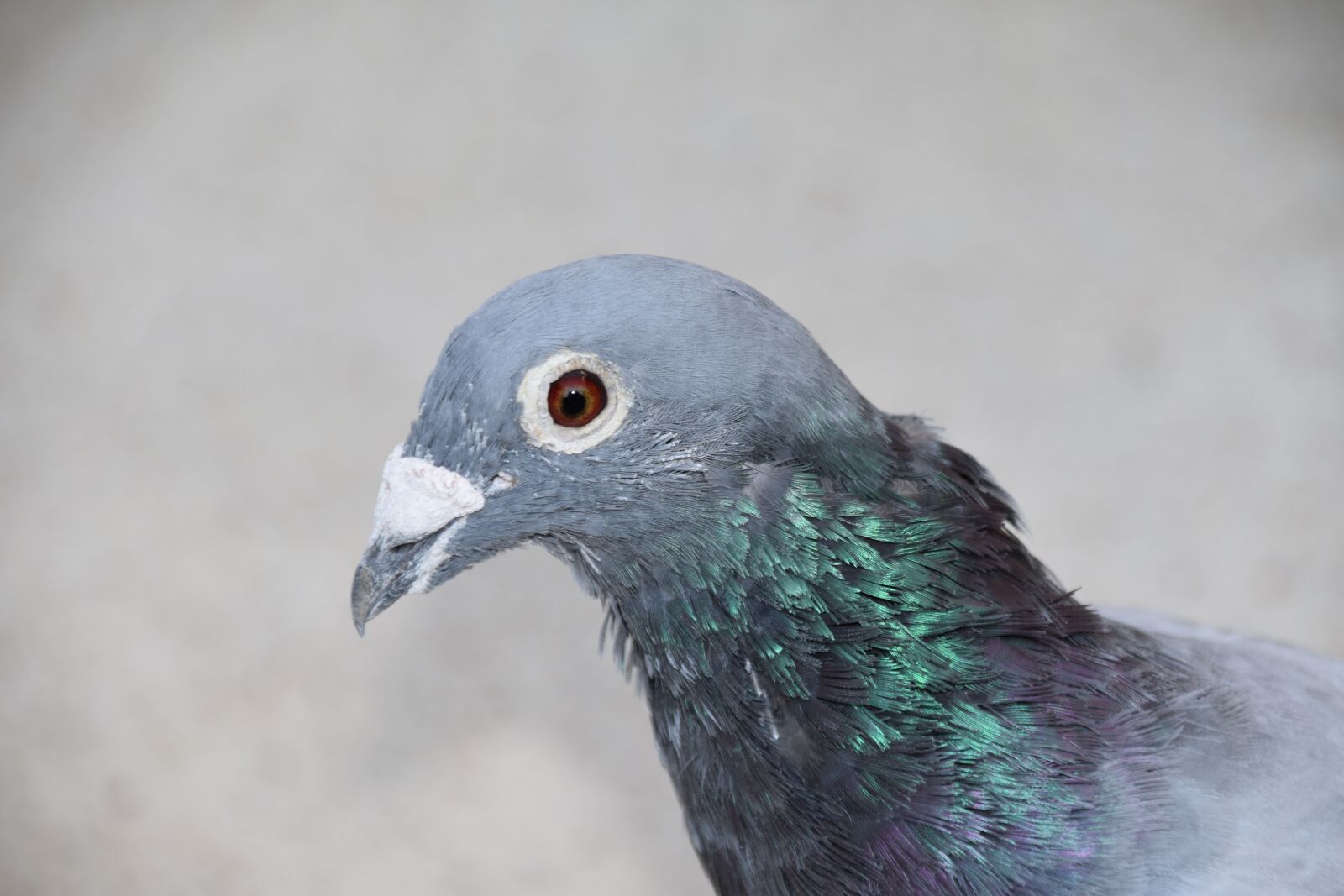 Nikon D5600 sample photo. Pigeon, homing pigeon, bird photography
