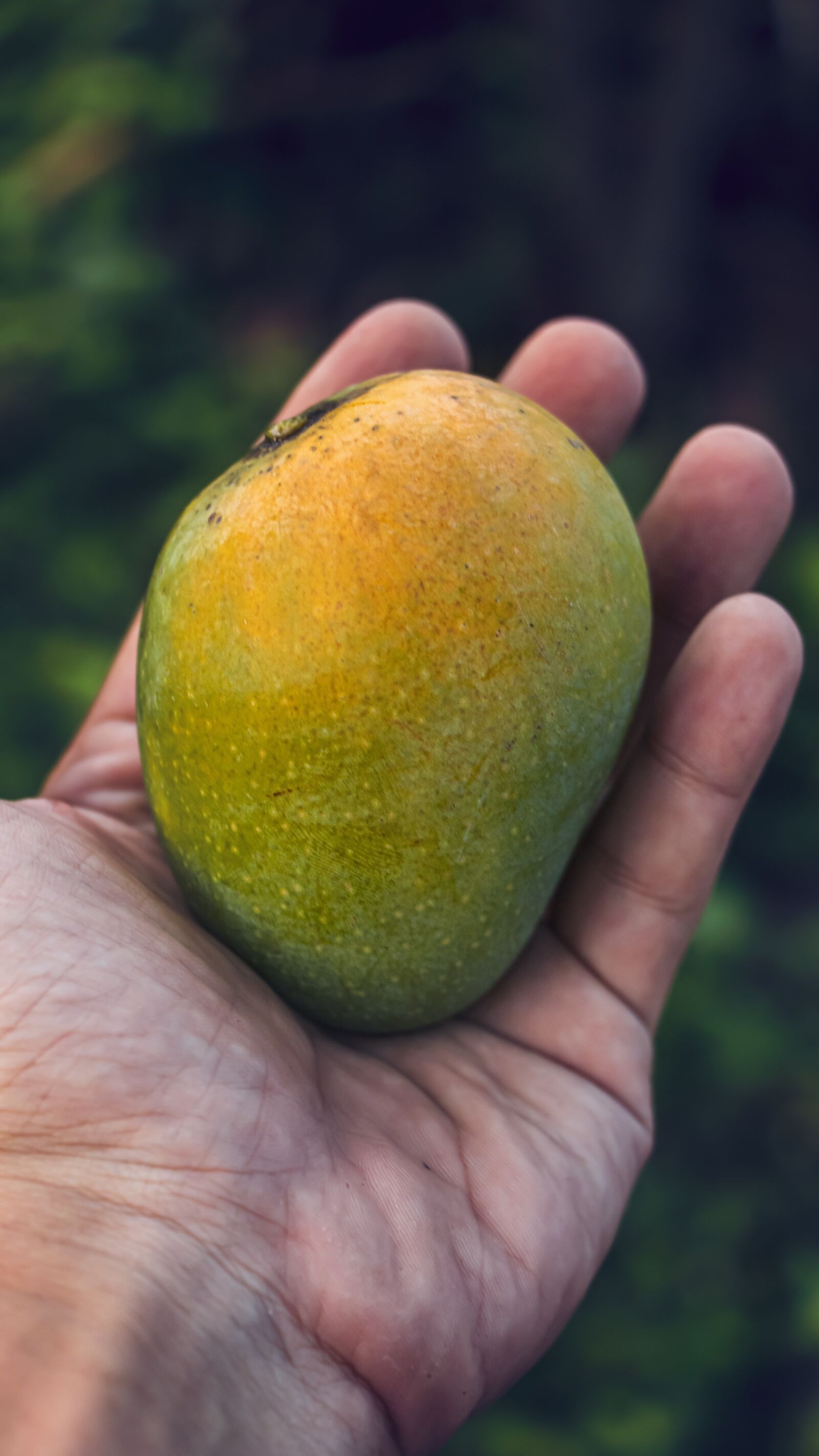 Canon EF-S 18-135mm F3.5-5.6 IS USM sample photo. Hand, mango, fresh photography