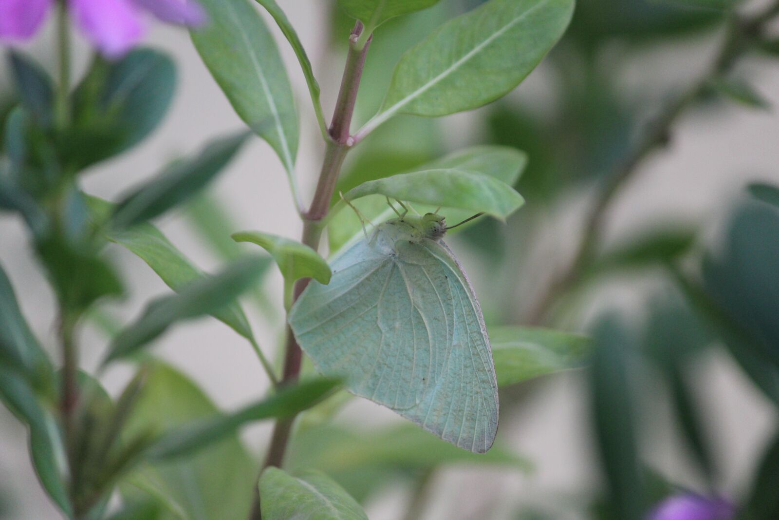 Canon EOS 1200D (EOS Rebel T5 / EOS Kiss X70 / EOS Hi) sample photo. Pieris rapae, butterfly, green photography