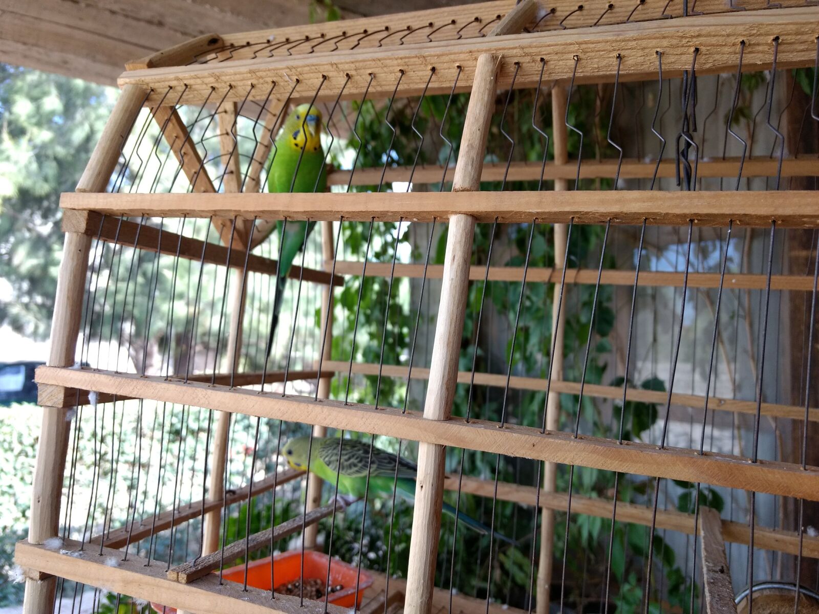 Motorola Moto G (4) sample photo. Birds, canaries, cage photography