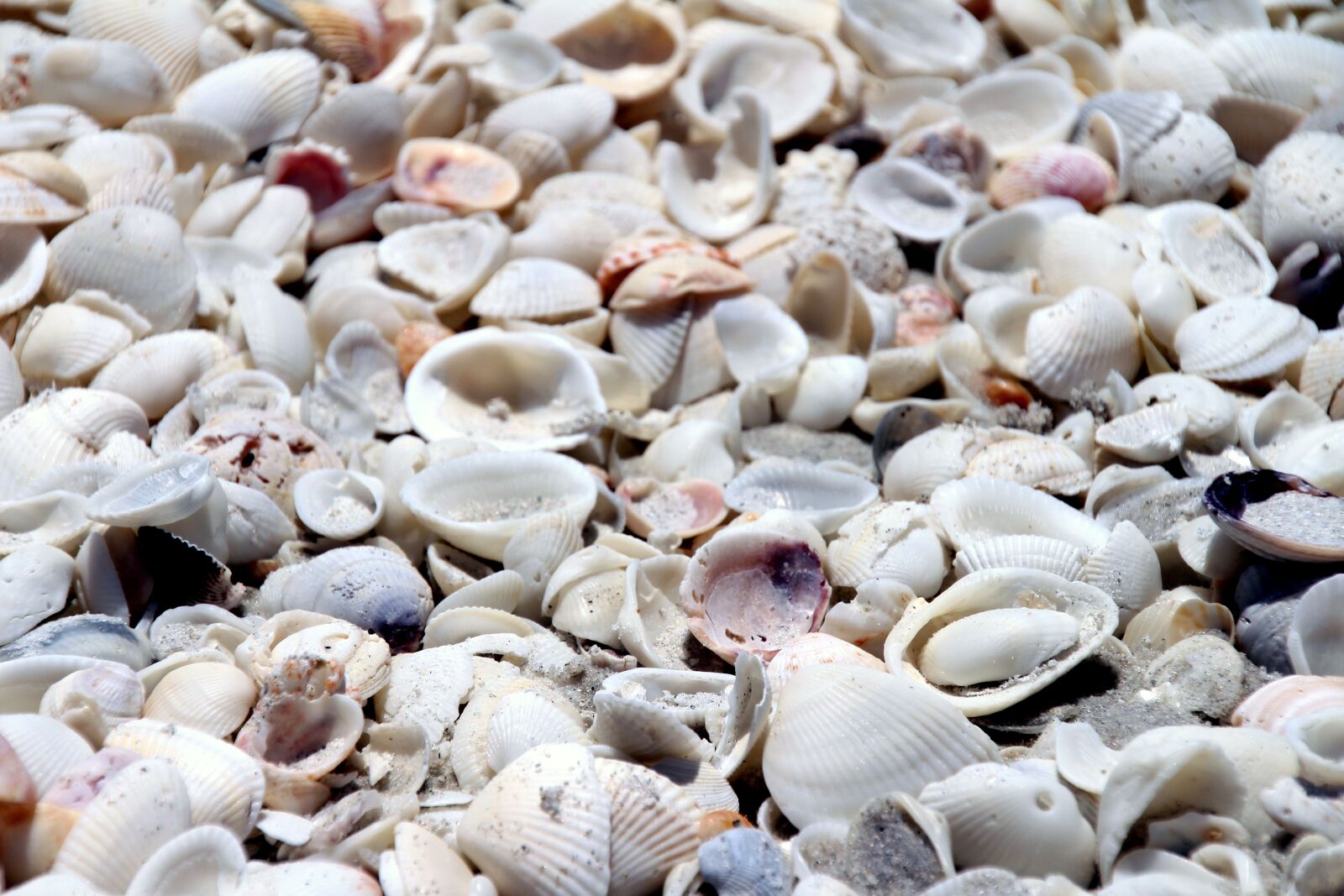 Canon EOS 700D (EOS Rebel T5i / EOS Kiss X7i) sample photo. Shells, mussels, sea photography