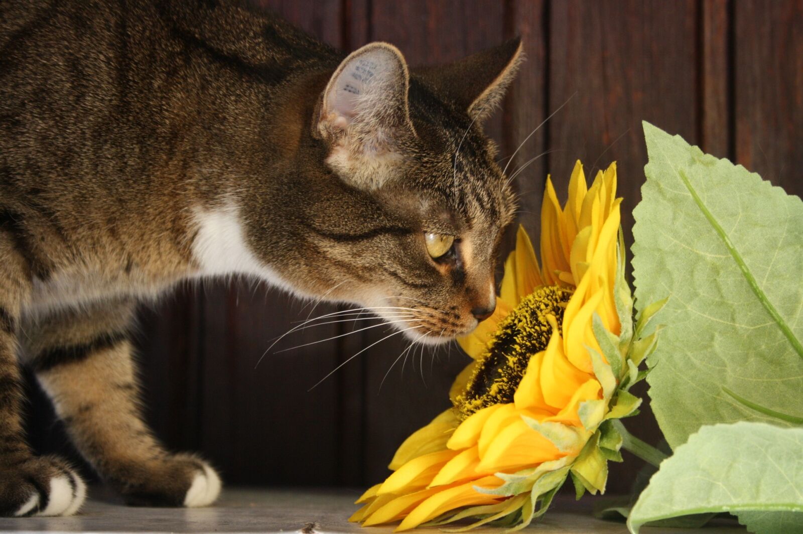 Canon EOS 1000D (EOS Digital Rebel XS / EOS Kiss F) sample photo. Cat, sunflower, flower photography