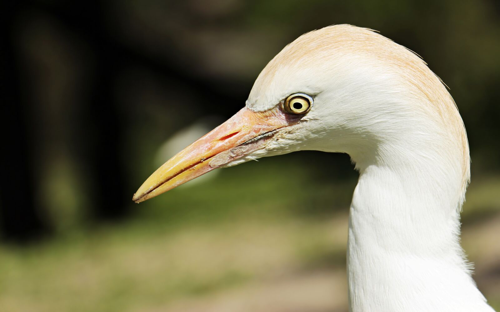 Canon EOS 100D (EOS Rebel SL1 / EOS Kiss X7) sample photo. Egret, animal, bird photography