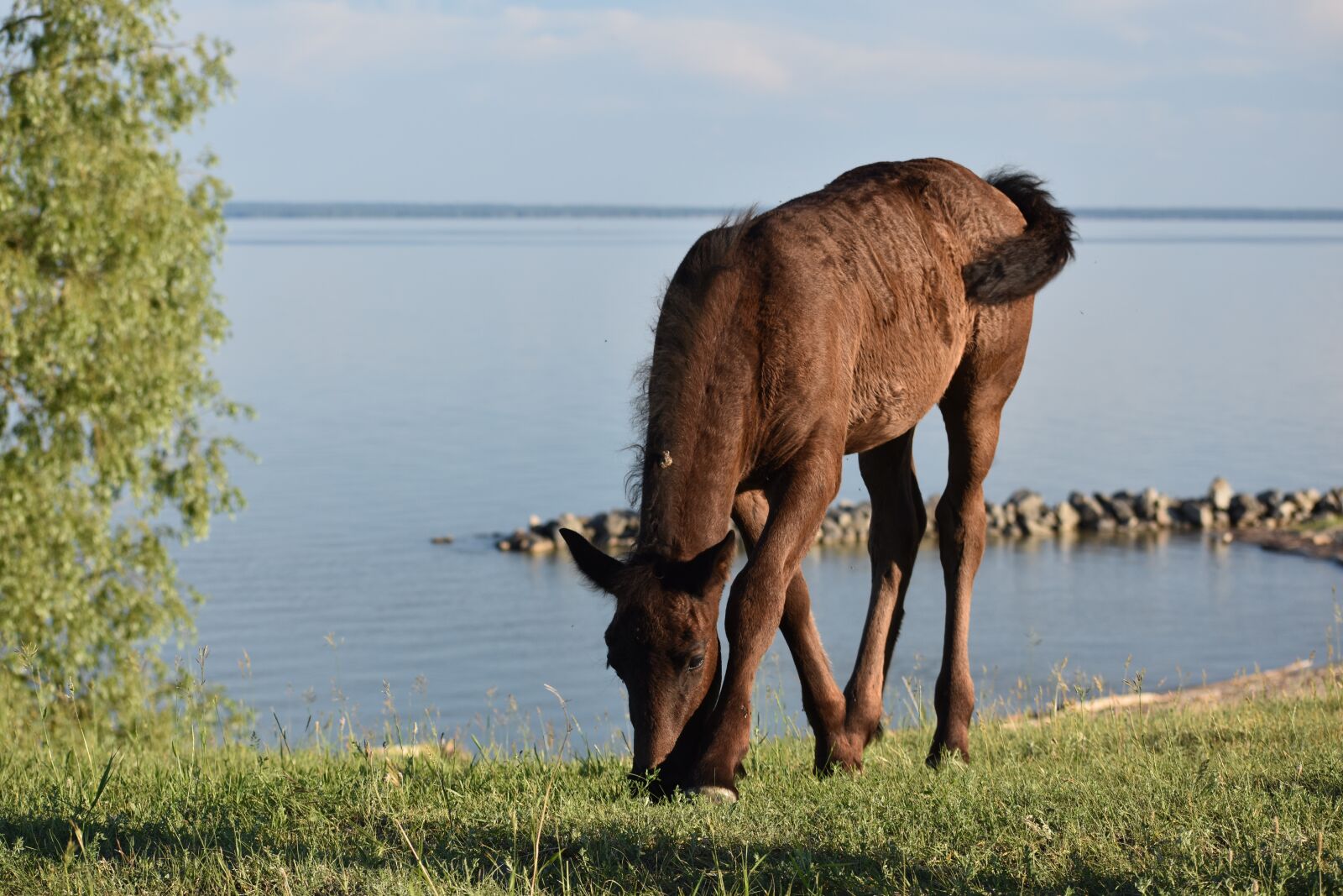 Nikon D3400 sample photo. Foal, graze, horse photography