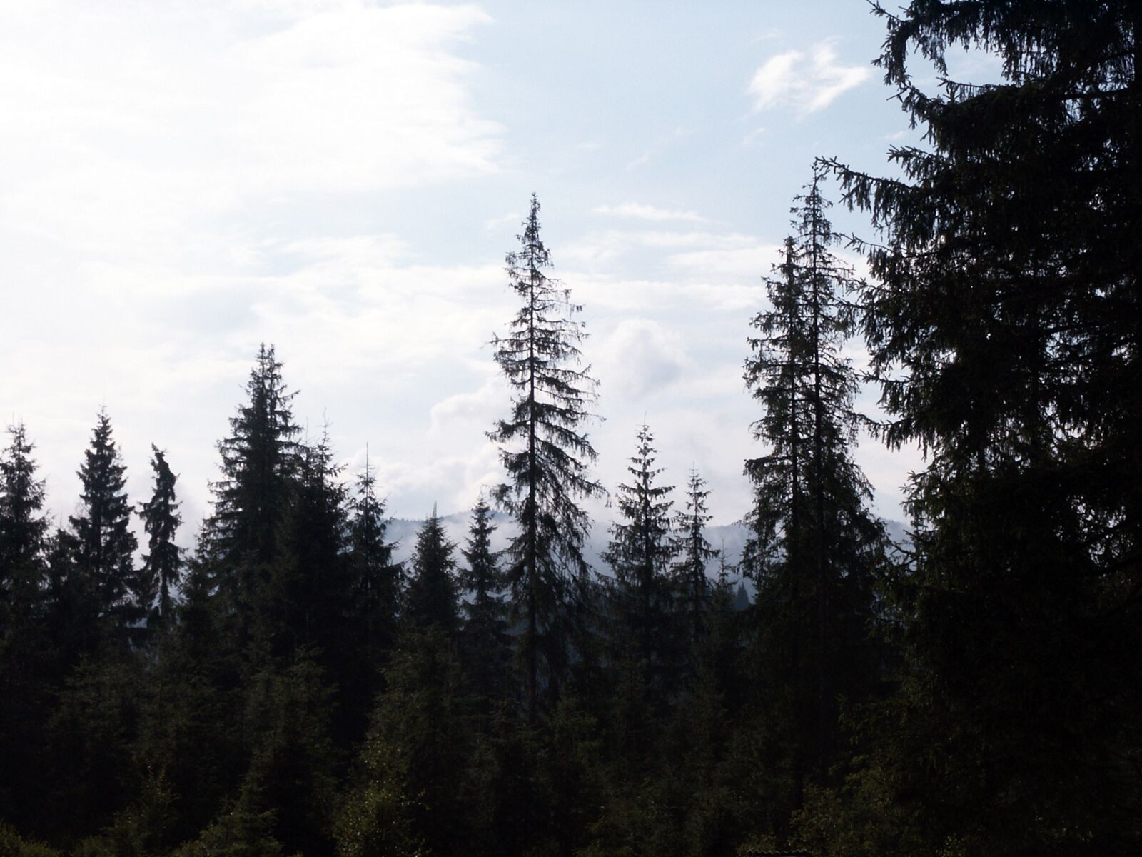 KONICA MINOLTA DiMAGE S304 sample photo. Pine, nature, forest photography