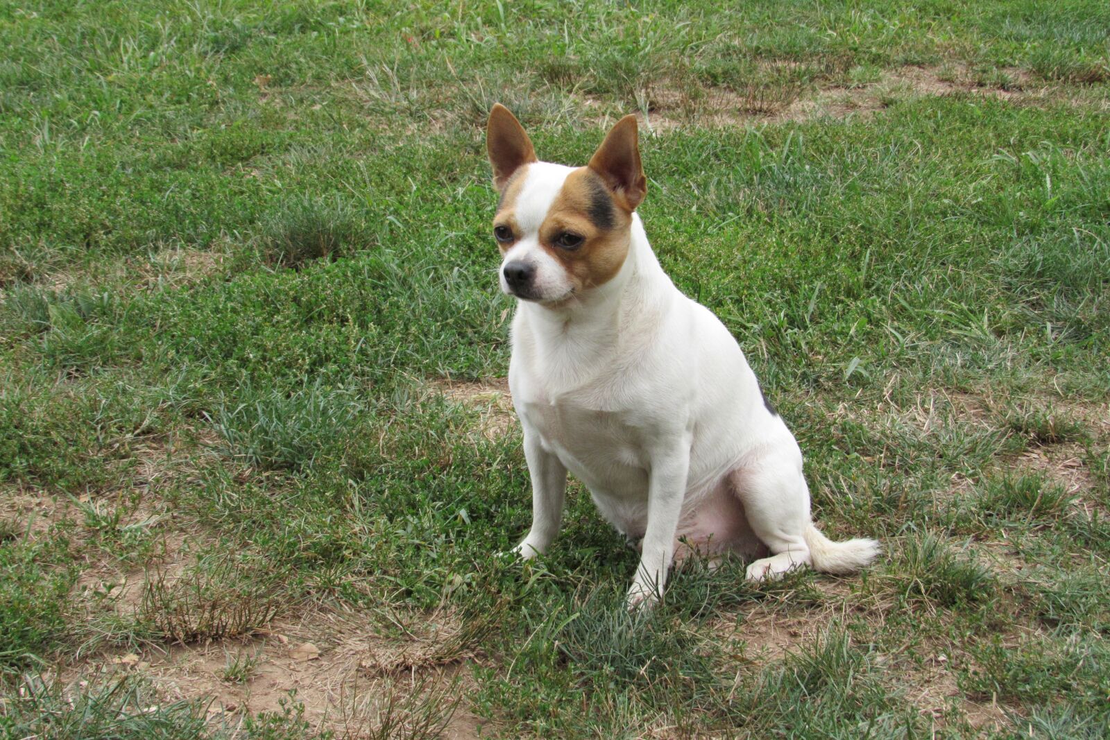 Canon PowerShot SX530 HS sample photo. Dog, small dog, canine photography