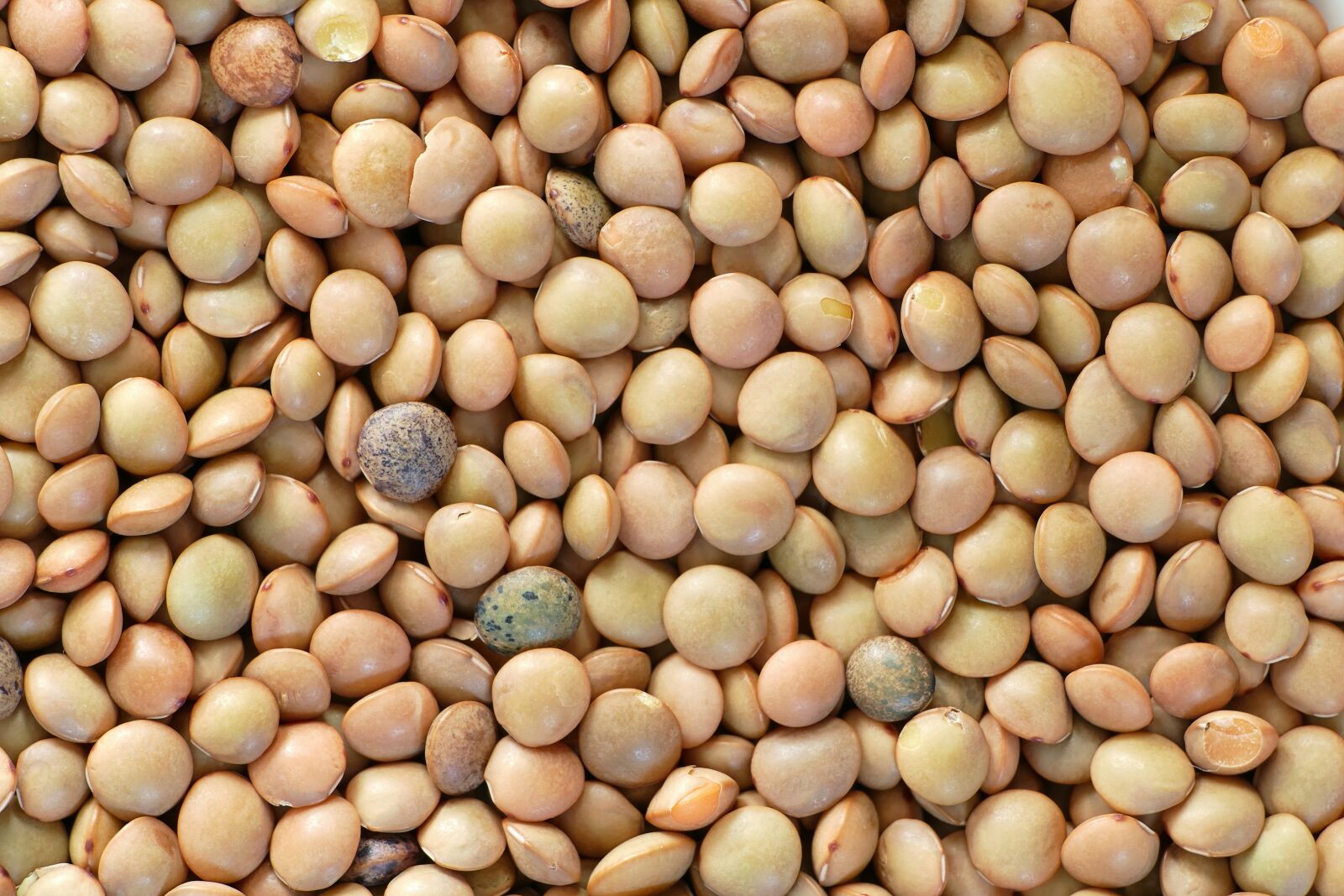 Panasonic Lumix DMC-FZ1000 sample photo. Umbrian mountain lentils, lenses photography