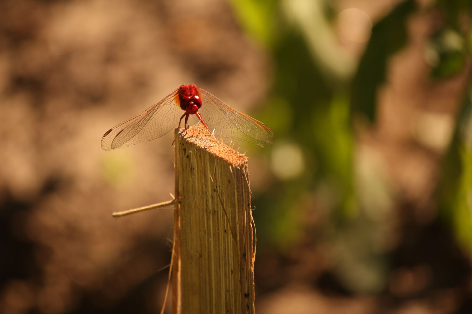 Canon EOS 1200D (EOS Rebel T5 / EOS Kiss X70 / EOS Hi) sample photo. Insect, red, wildlife, photography photography