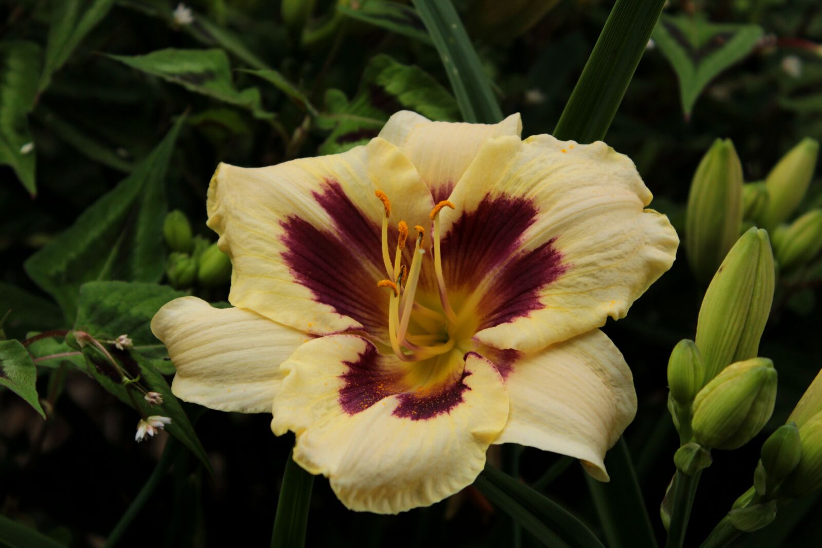 Canon EOS 600D (Rebel EOS T3i / EOS Kiss X5) sample photo. Hemerocallis moonlight masquerade, creme photography