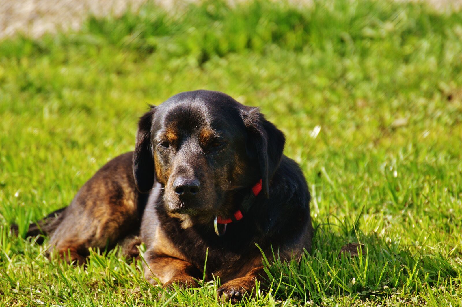 Nikon D3200 sample photo. Dog, fur, animal photography