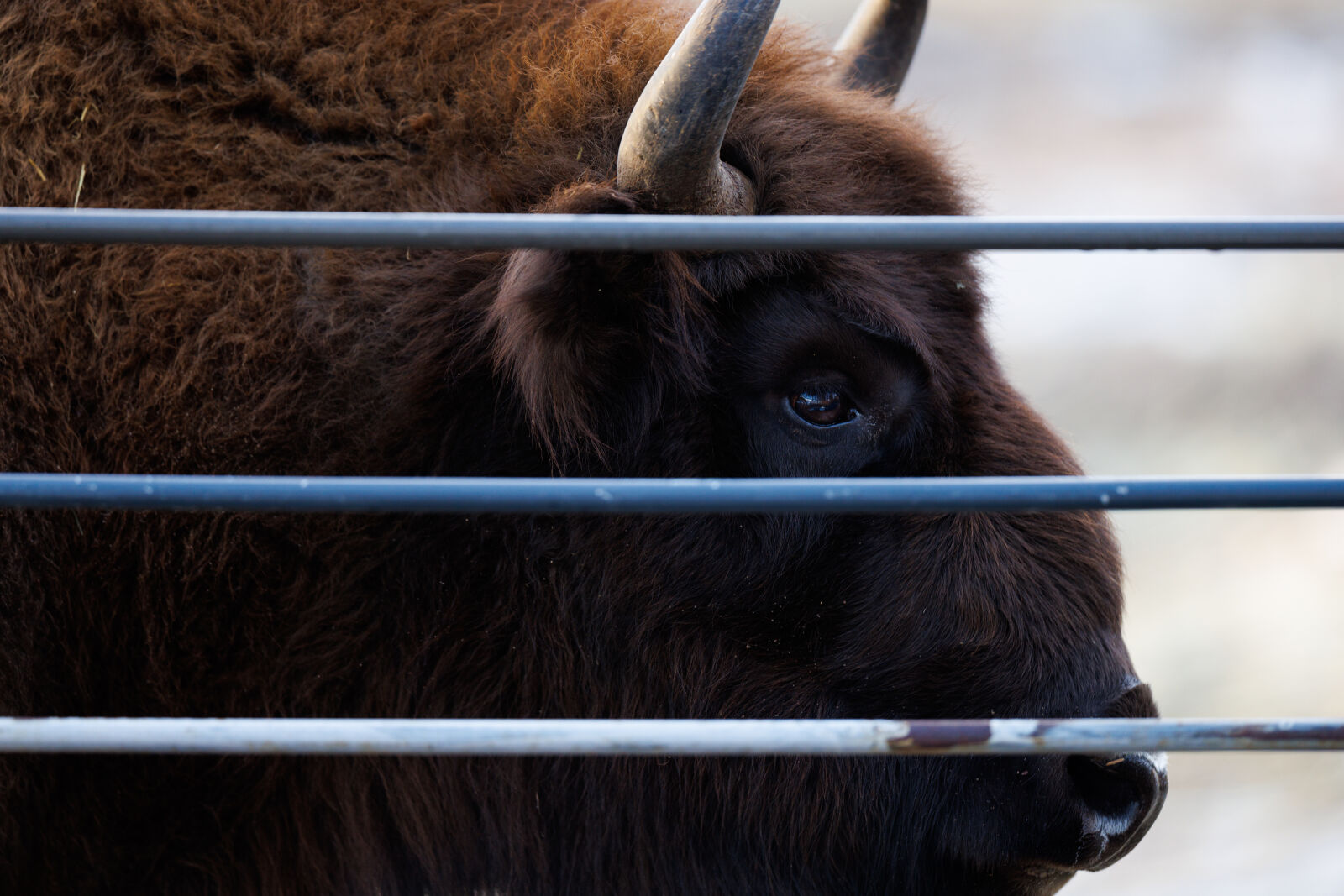 Canon RF 400mm F2.8L IS USM sample photo. European bison photography