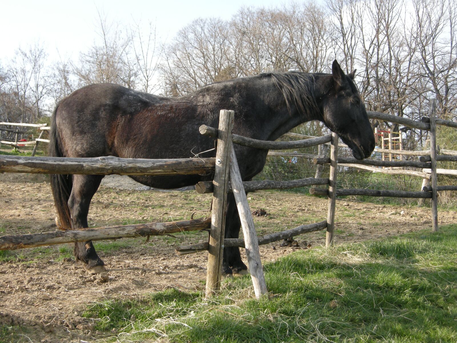 Nikon COOLPIX P5100 sample photo. Horse, farm, black horse photography