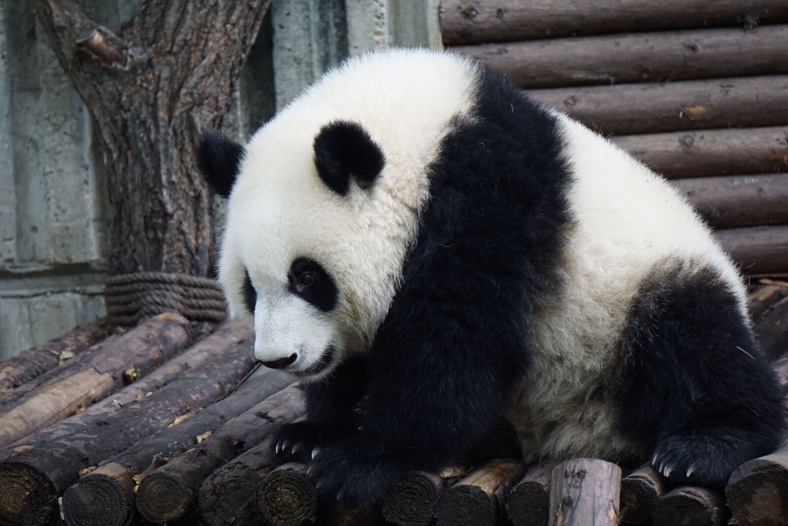 Sony E 55-210mm F4.5-6.3 OSS sample photo. Panda, adult panda, big photography