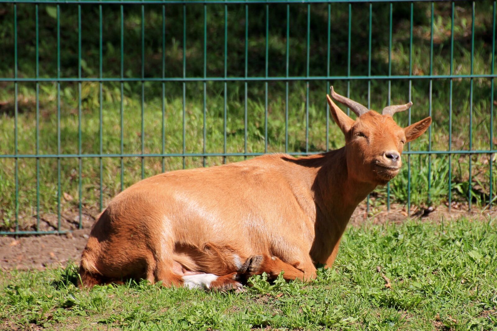 Canon EOS 1100D (EOS Rebel T3 / EOS Kiss X50) sample photo. Goat, meadow, mammal photography