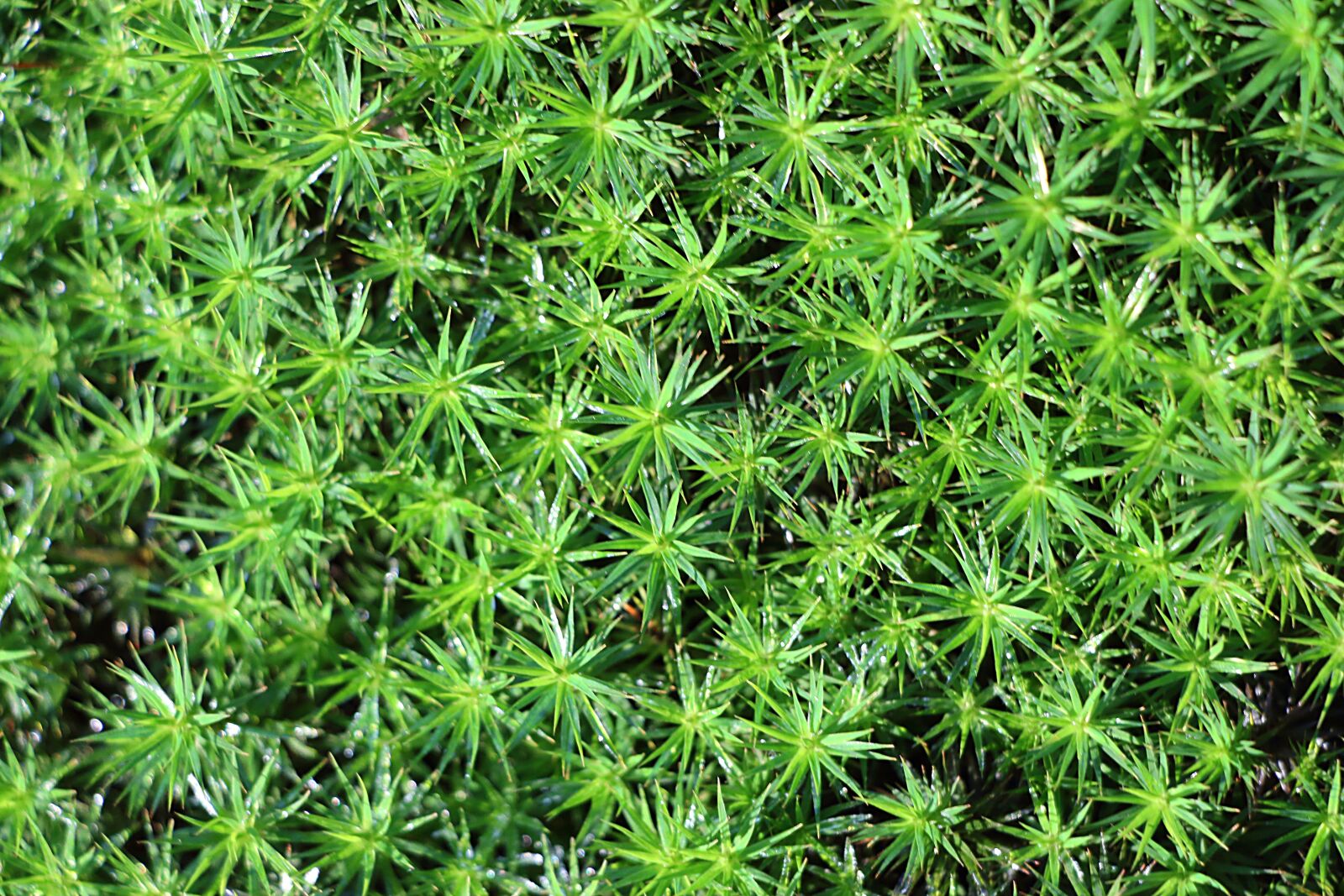 Canon EOS 700D (EOS Rebel T5i / EOS Kiss X7i) sample photo. Moss, forest, green photography