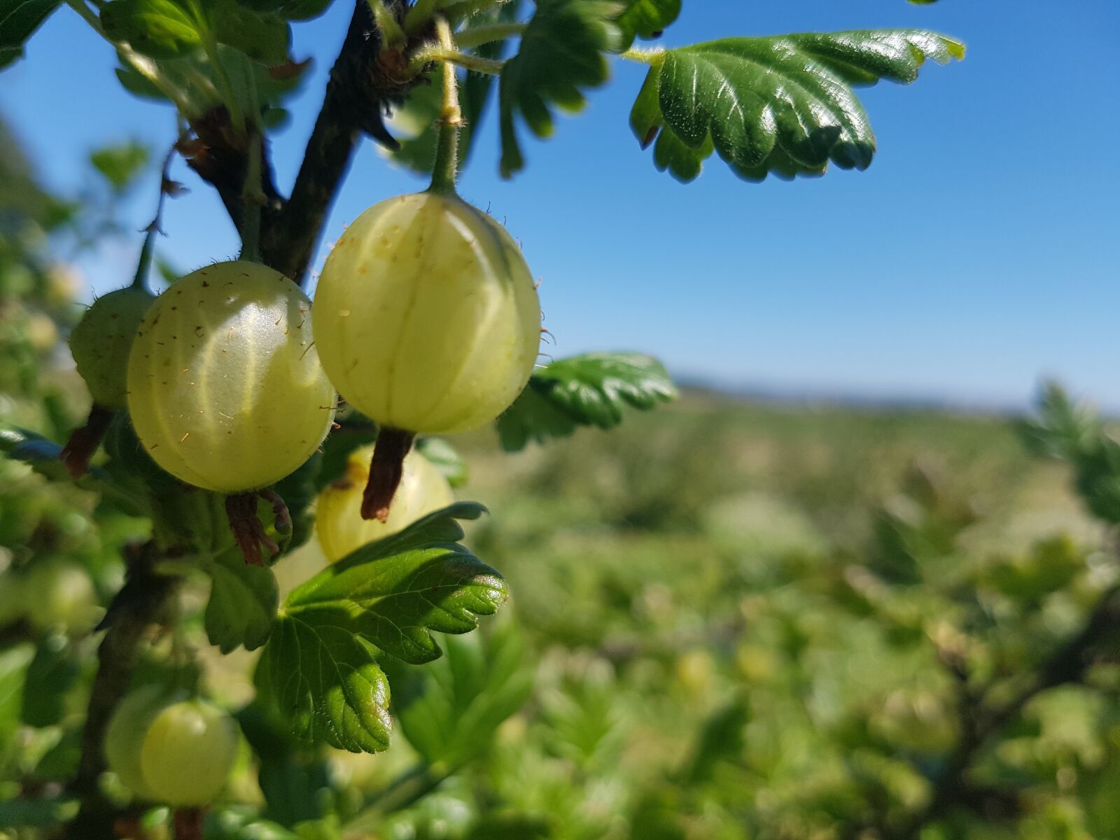 Samsung Galaxy S7 Edge sample photo. Goosberries, nature, scotland photography