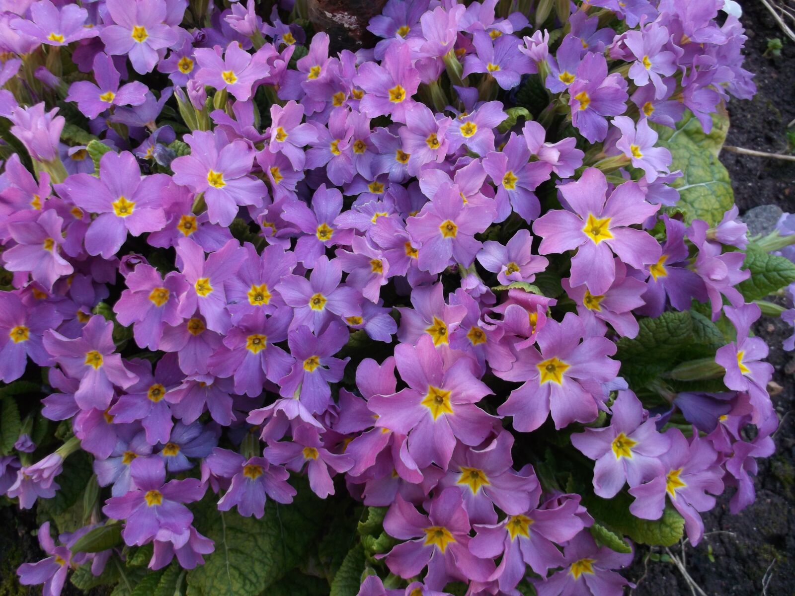 Fujifilm FinePix AX600 sample photo. Primrose, purple flowers, purple photography