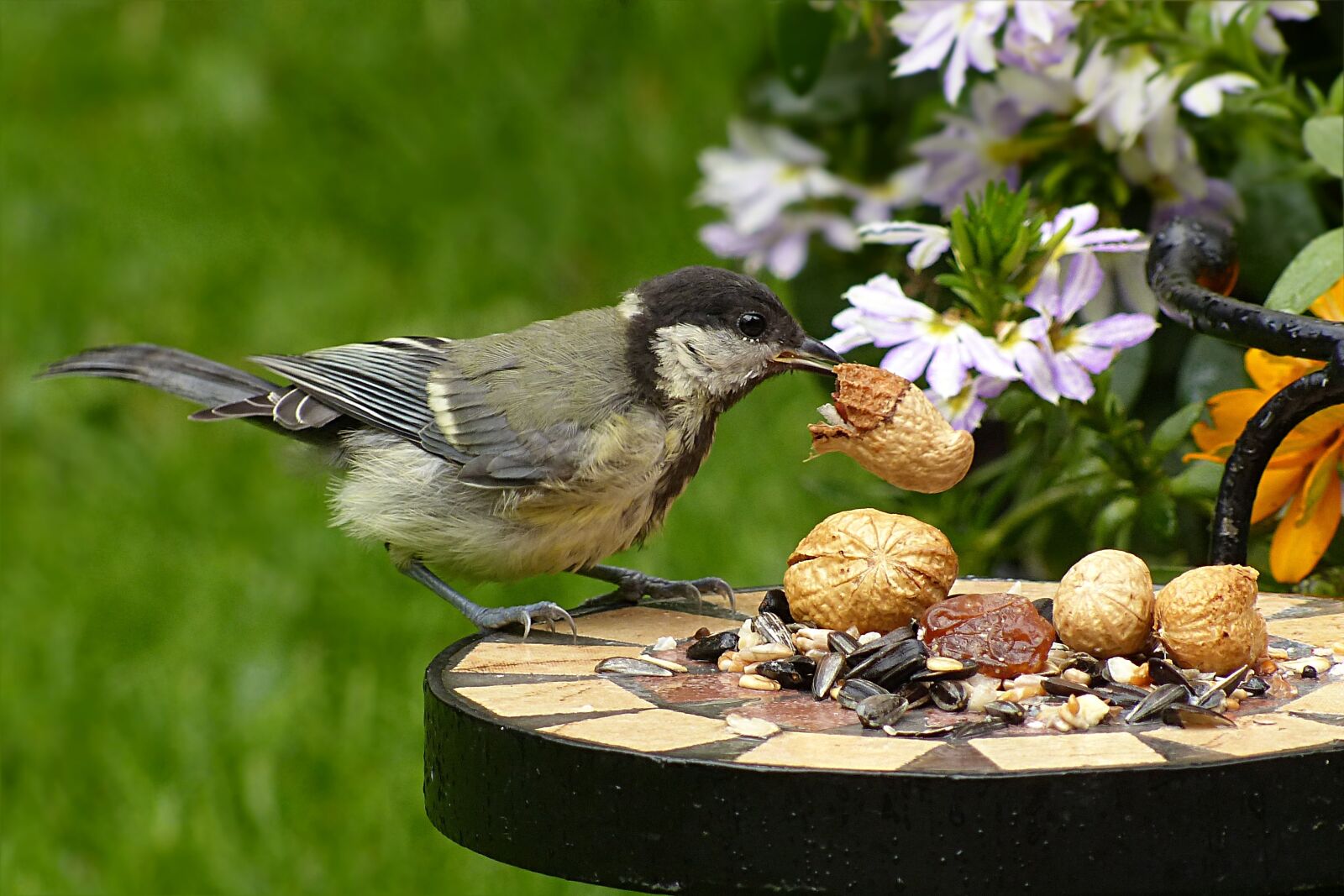 Panasonic Lumix DMC-FZ200 sample photo. Tit, parus major, bird photography