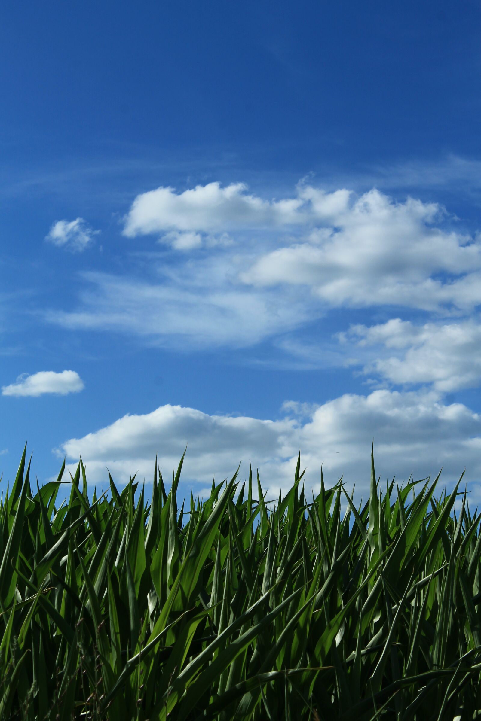 Canon EOS 1100D (EOS Rebel T3 / EOS Kiss X50) sample photo. Sky, corn, horizon photography