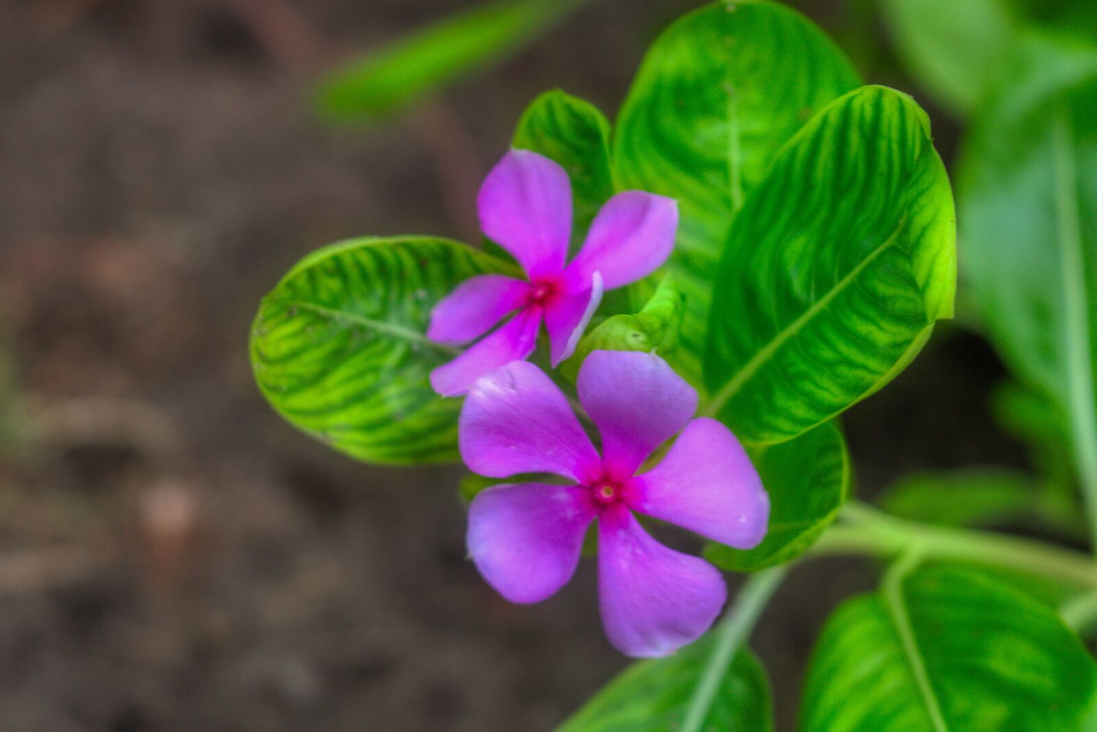 Canon EOS 750D (EOS Rebel T6i / EOS Kiss X8i) sample photo. Green, botanical, maldives photography