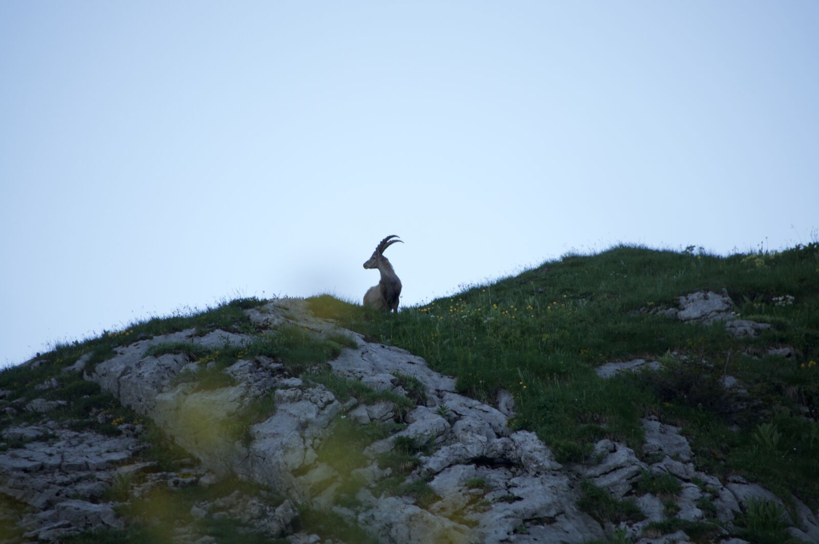 Nikon D90 sample photo. Ibex, wild photography