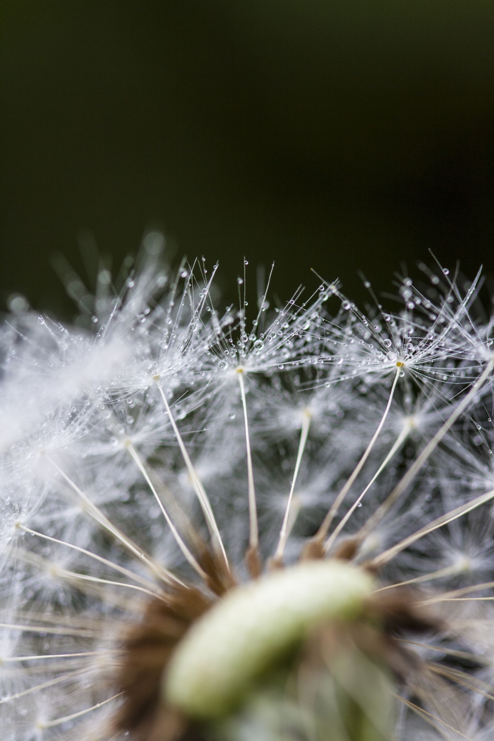 Canon EOS 1000D (EOS Digital Rebel XS / EOS Kiss F) + Canon EF 100mm F2.8 Macro USM sample photo. Dandelion, chmíří, dandelions photography