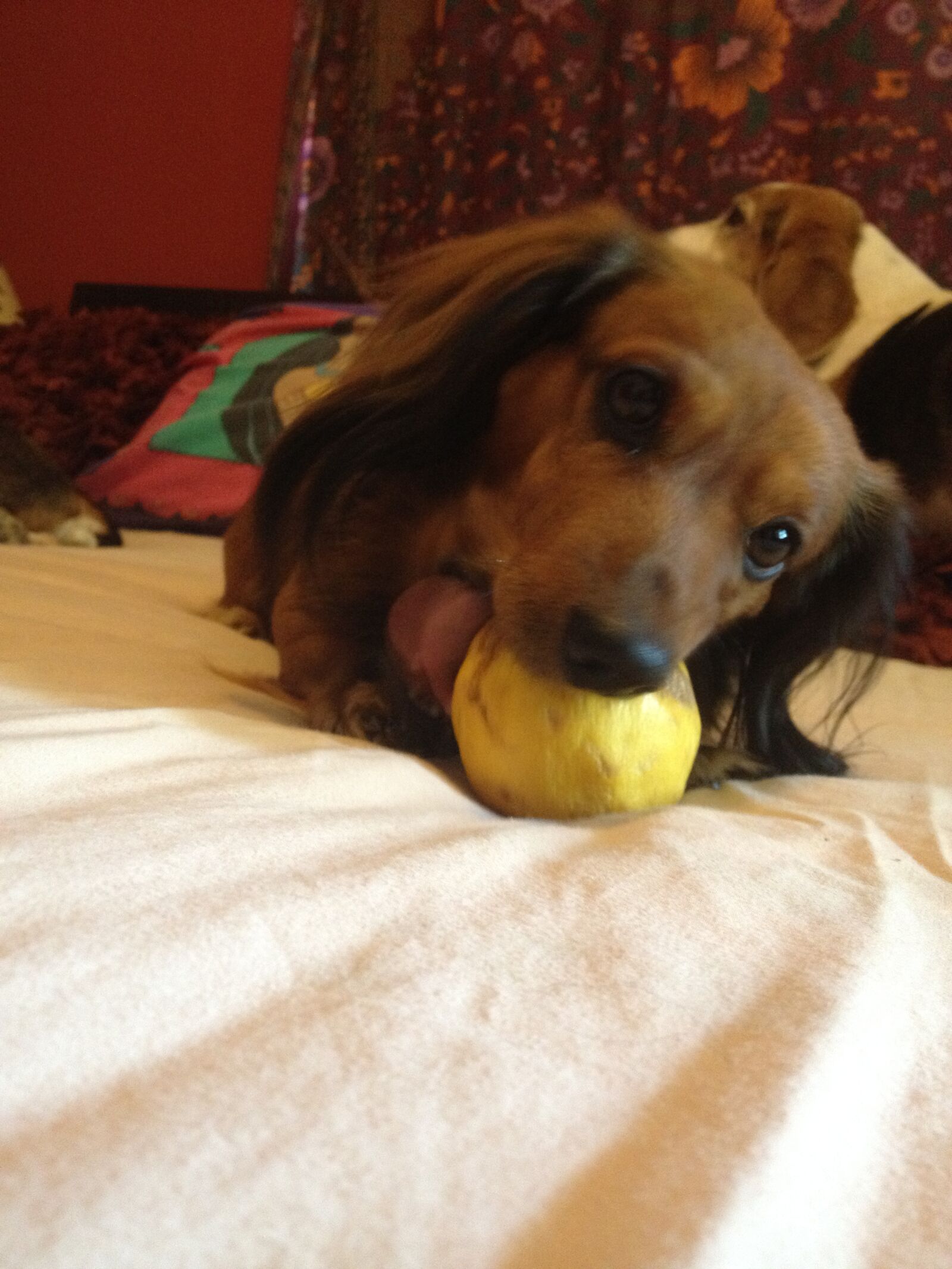 Apple iPhone 4S sample photo. Daschund, with, lemon photography