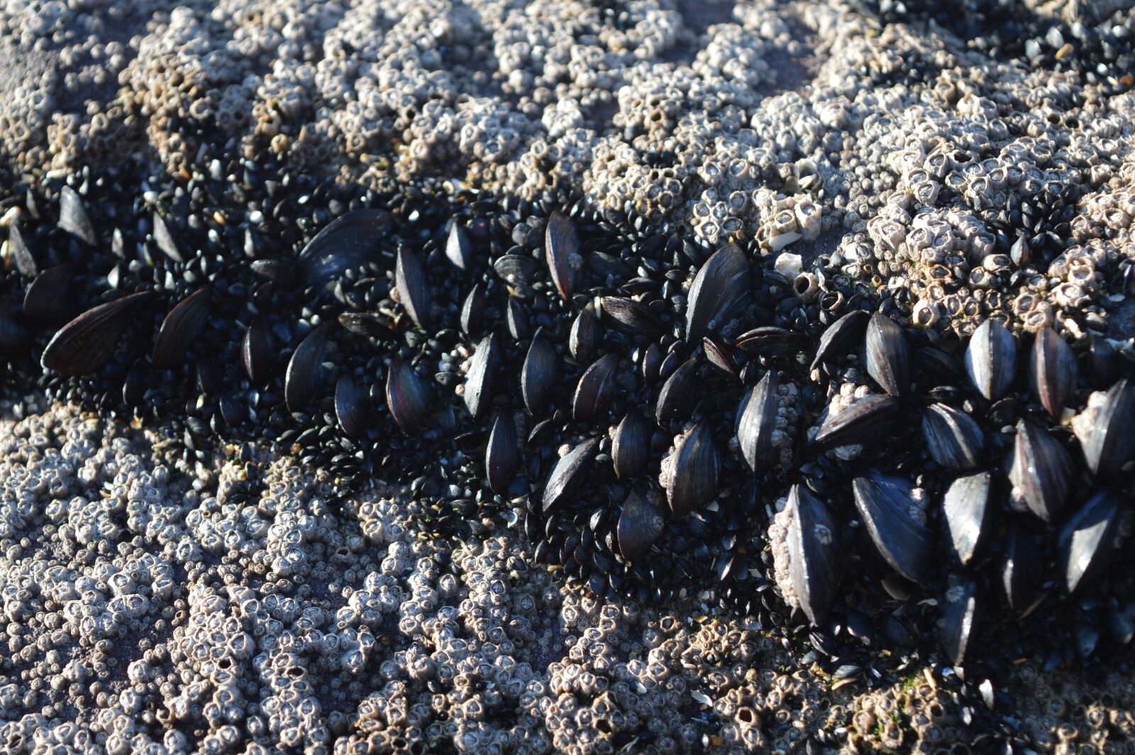 Nikon D3200 sample photo. Rock, mold, sea photography