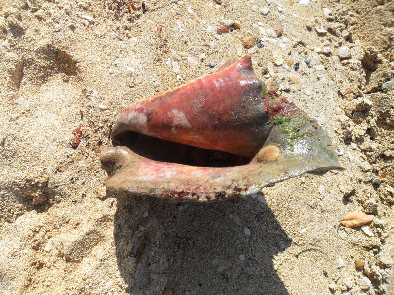 Samsung ES65, ES67 / VLUU ES65, ES67 /  SL50 sample photo. Snail, sand, sea photography