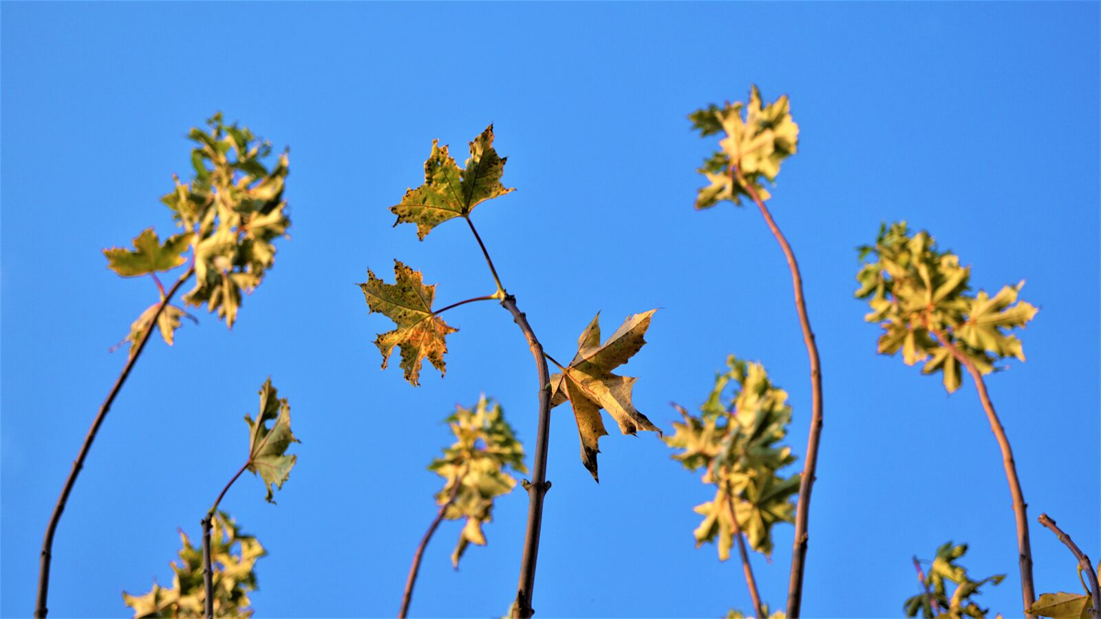 Sony E 30mm F3.5 Macro sample photo. Background, autumn, blue sky photography