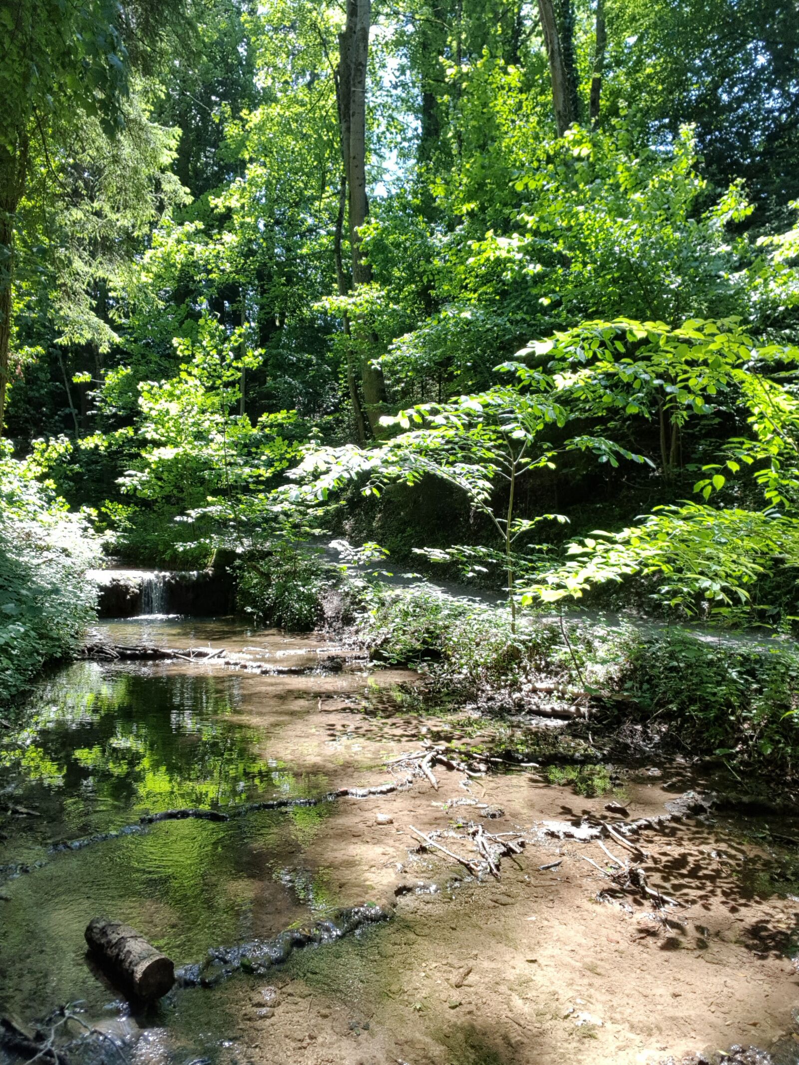 Samsung Galaxy S8 sample photo. Forest, forest path, green photography