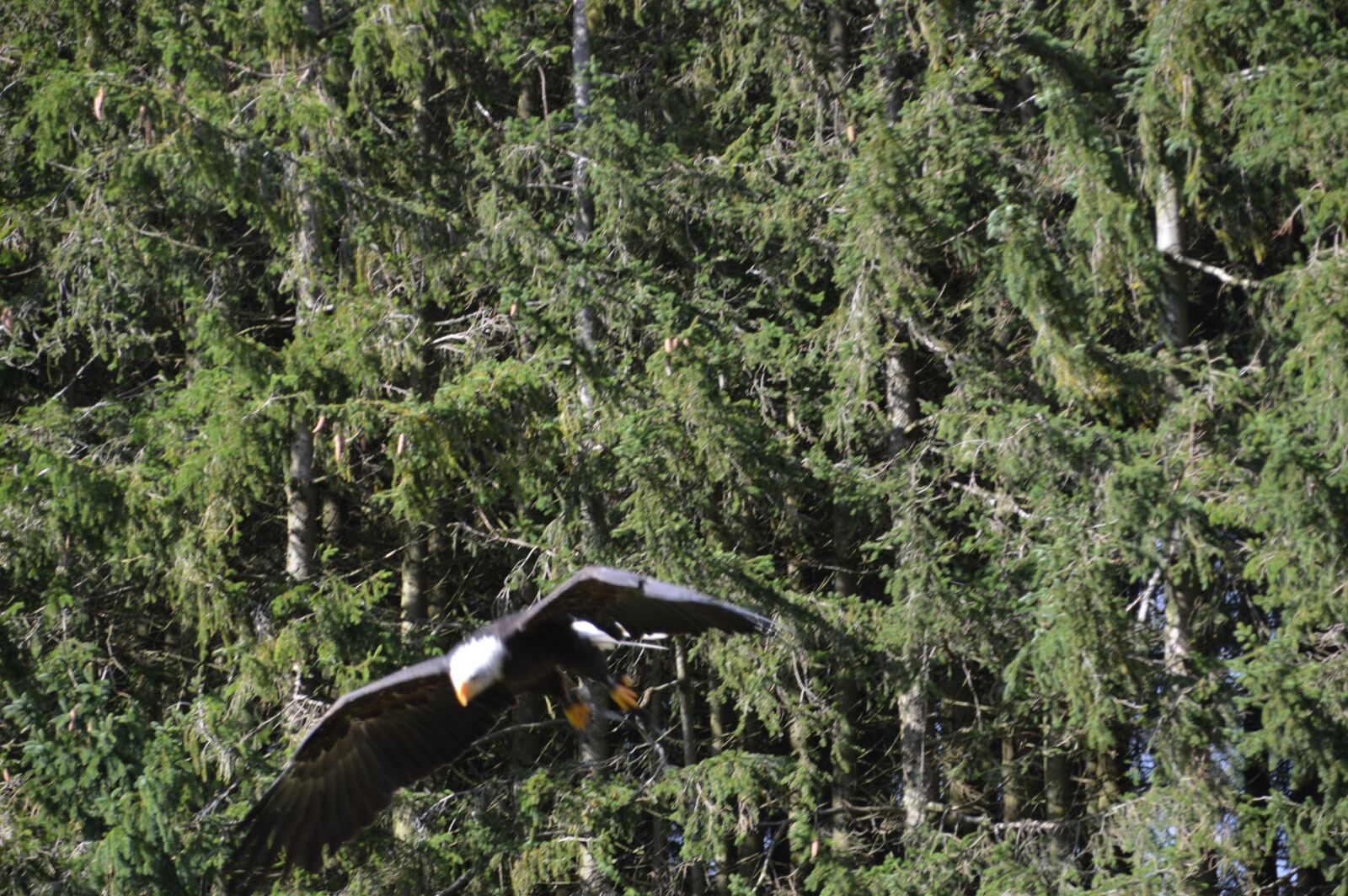 Nikon D3200 sample photo. "Adler, bird, flight" photography