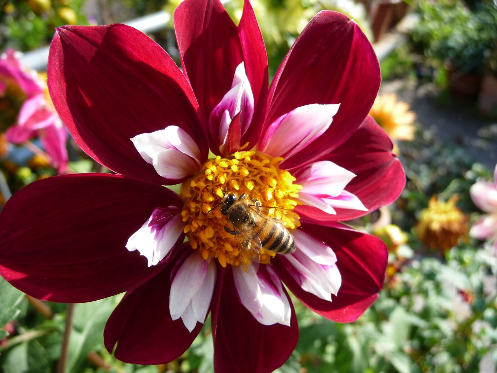 Panasonic Lumix DMC-TZ5 sample photo. Flower, bee, blossom photography