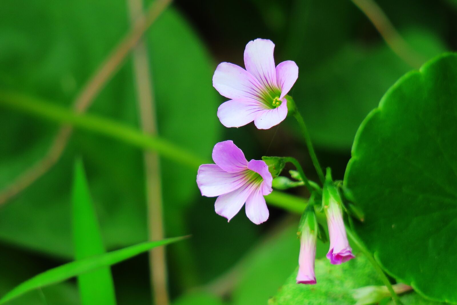 Canon PowerShot G3 X sample photo. Shamrock, hong kong, clover photography