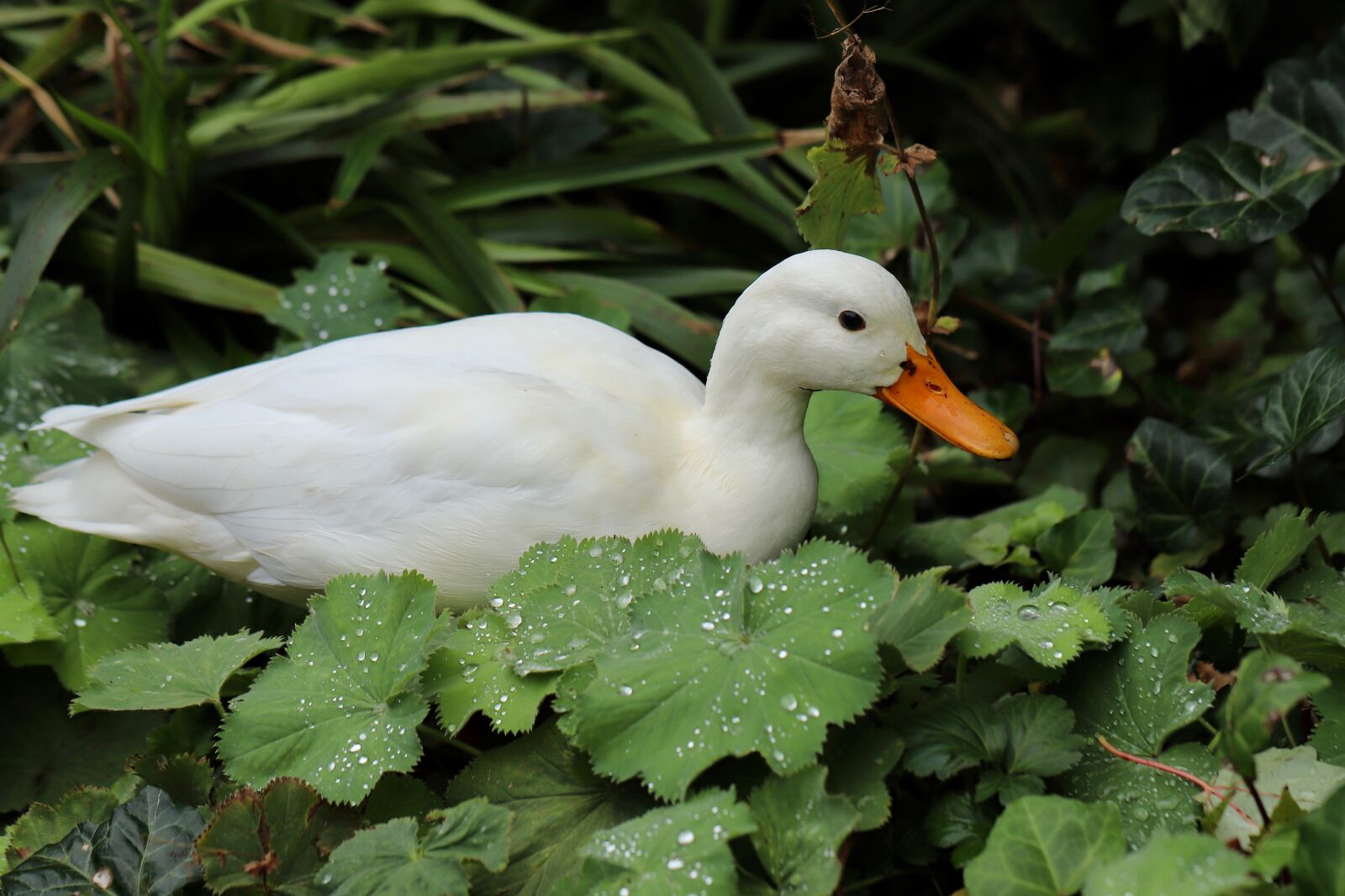 Canon EOS 800D (EOS Rebel T7i / EOS Kiss X9i) sample photo. Duck, mallard, white photography