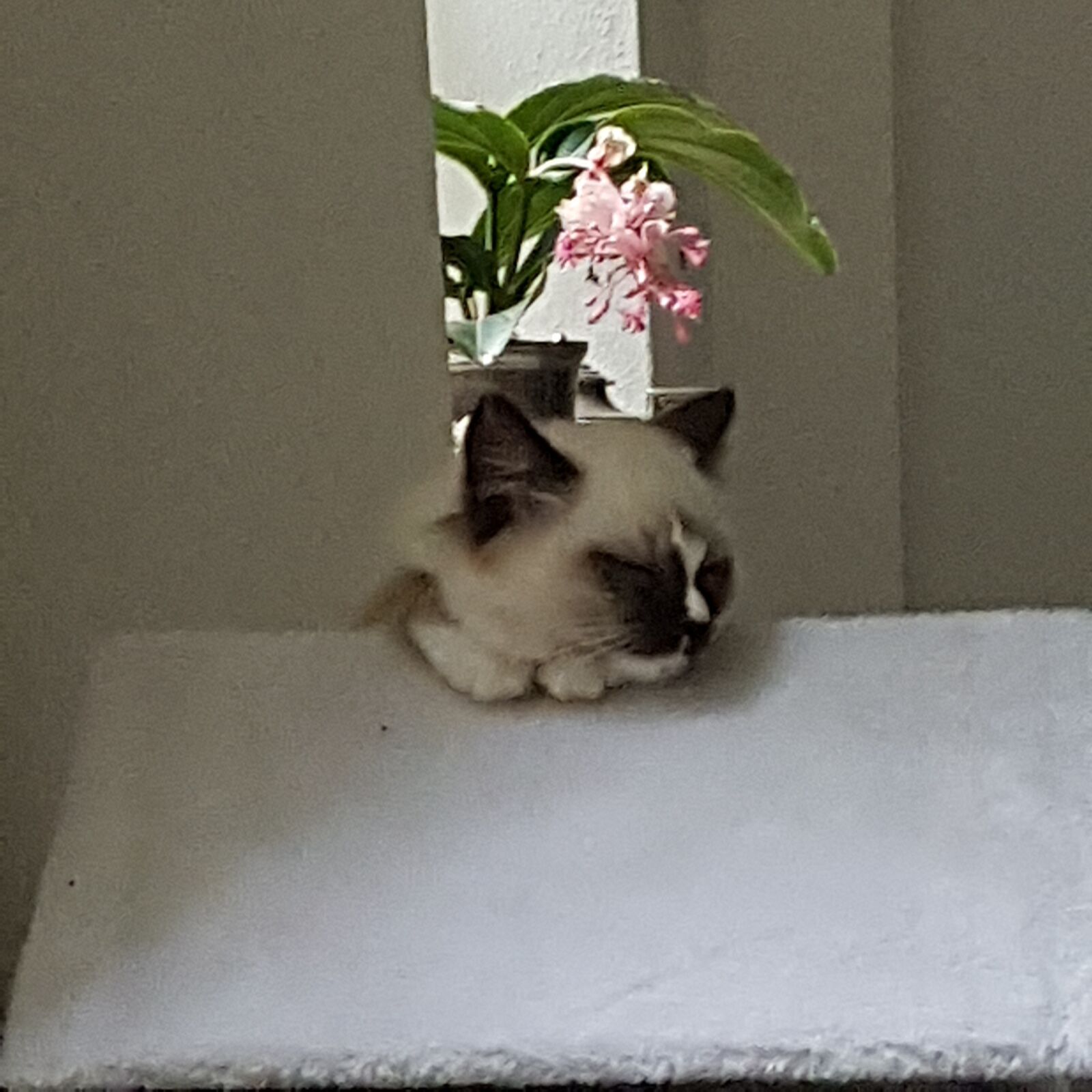 Samsung SM-G930F sample photo. Ragdoll, cat, kitten photography