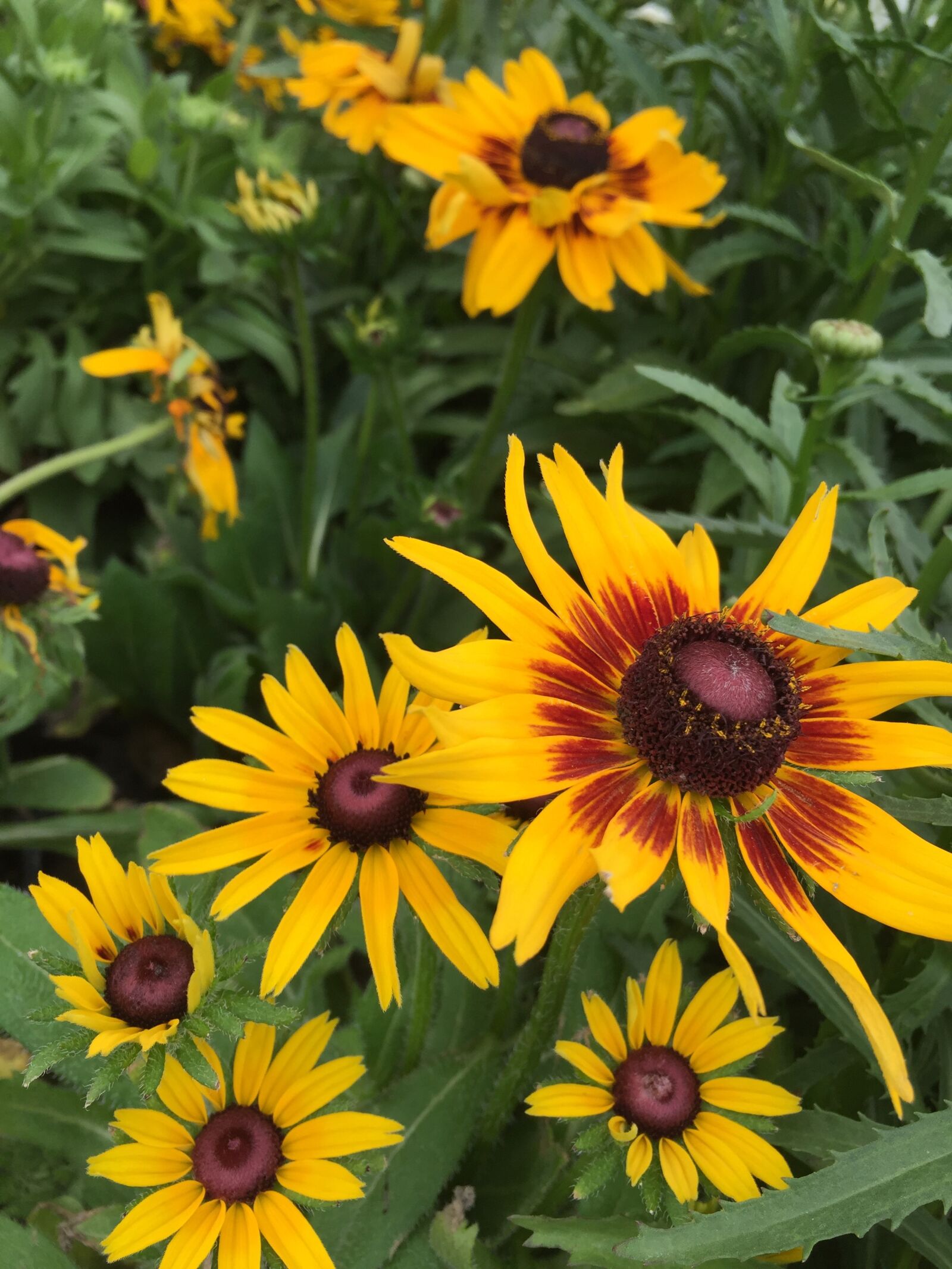 Apple iPhone 6 sample photo. Daisy, flower, spring photography