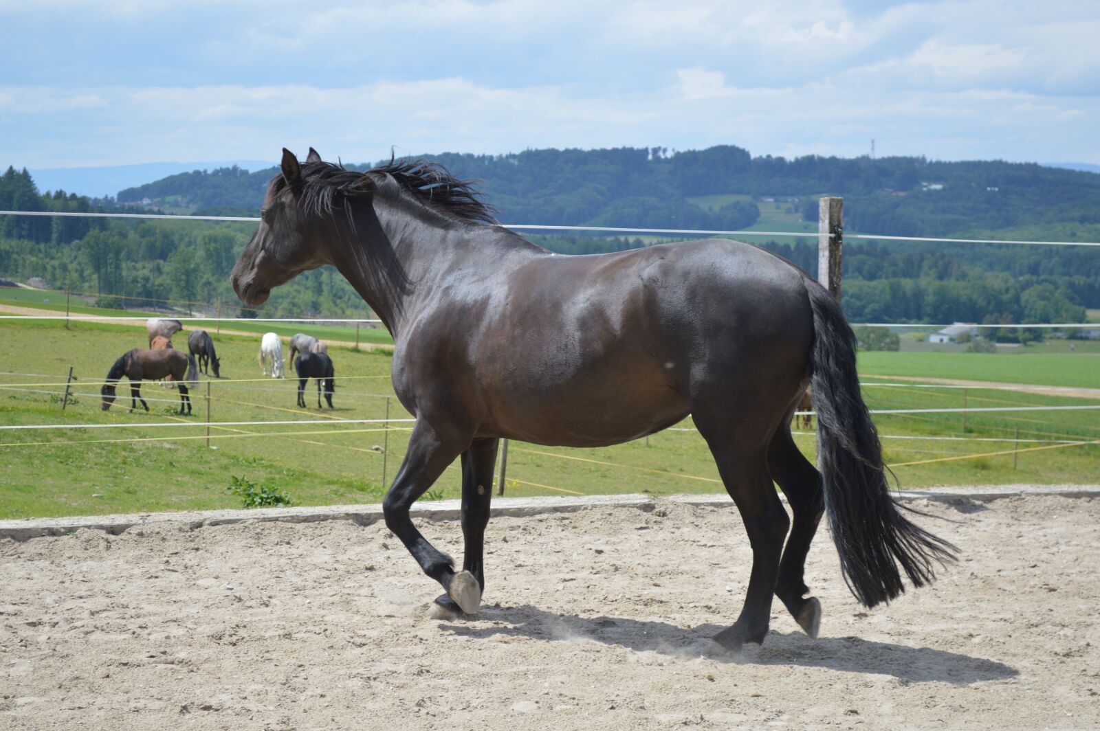 Nikon D3200 sample photo. Mammal, animal, horse photography